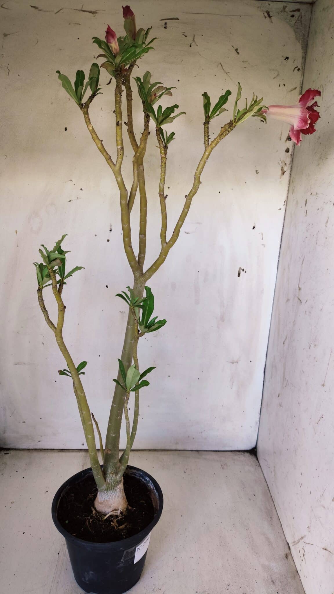 Planta Dobrada 2980 – 35cm – 03 anos