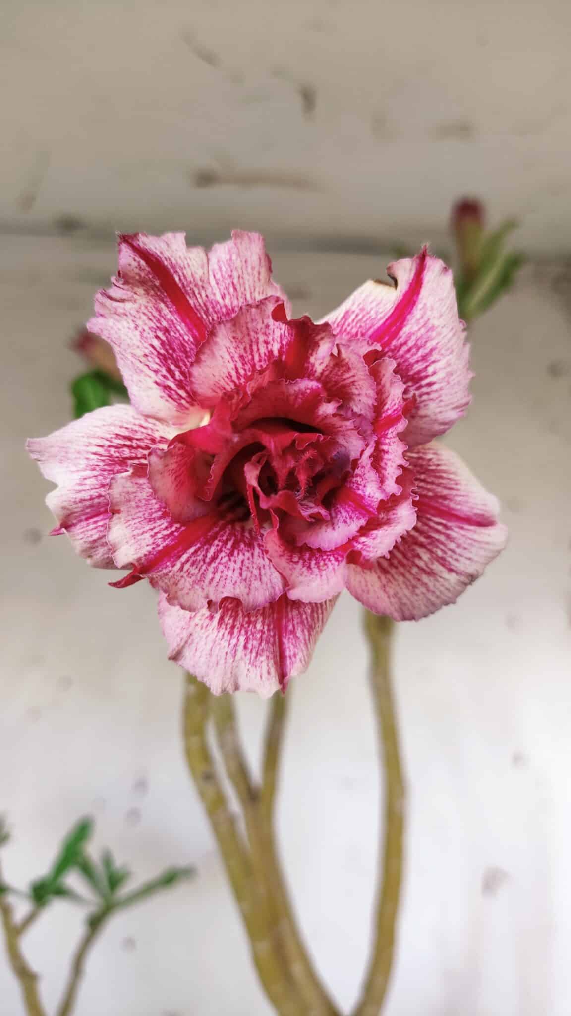 Planta Dobrada 2980 – 35cm – 03 anos