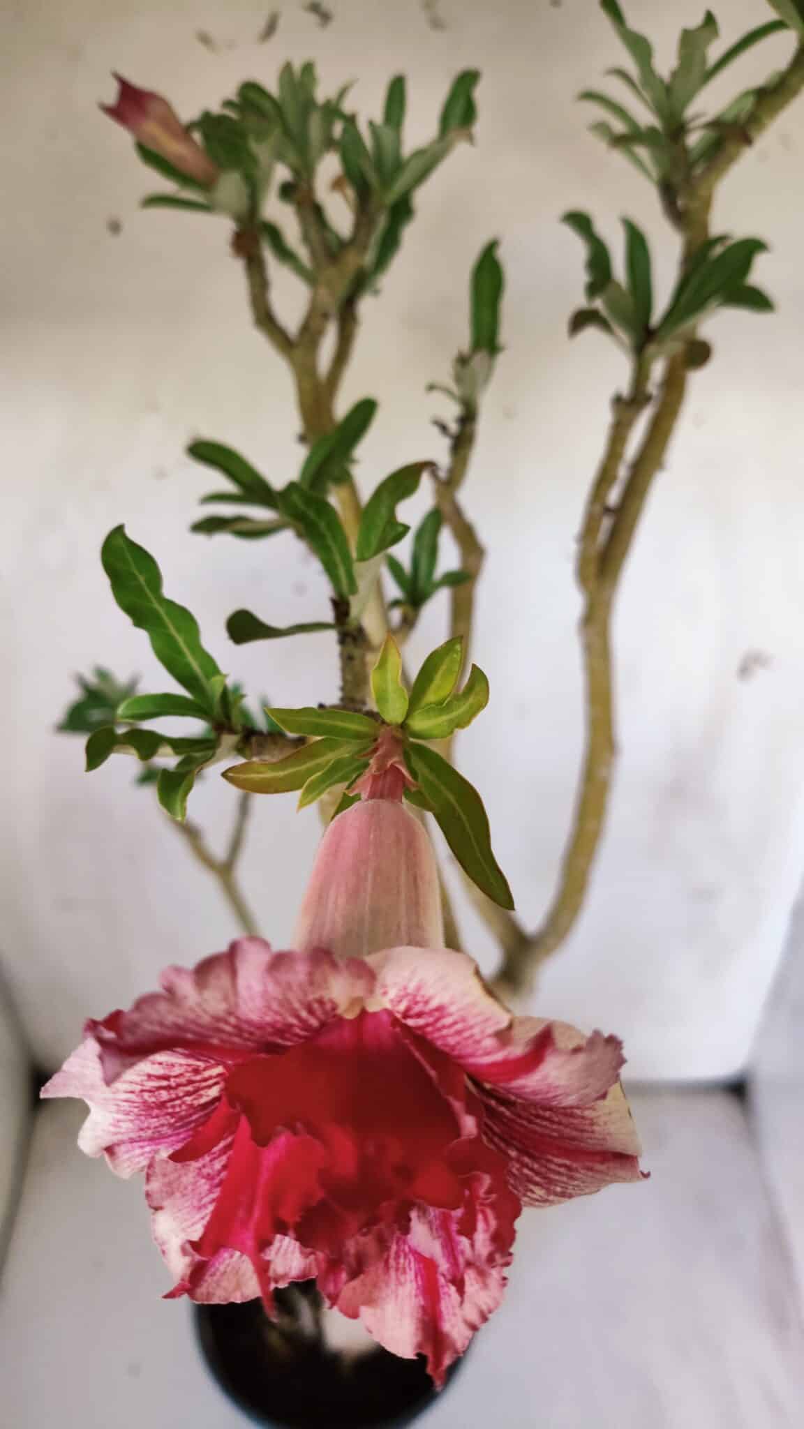 Planta Dobrada 2980 – 35cm – 03 anos