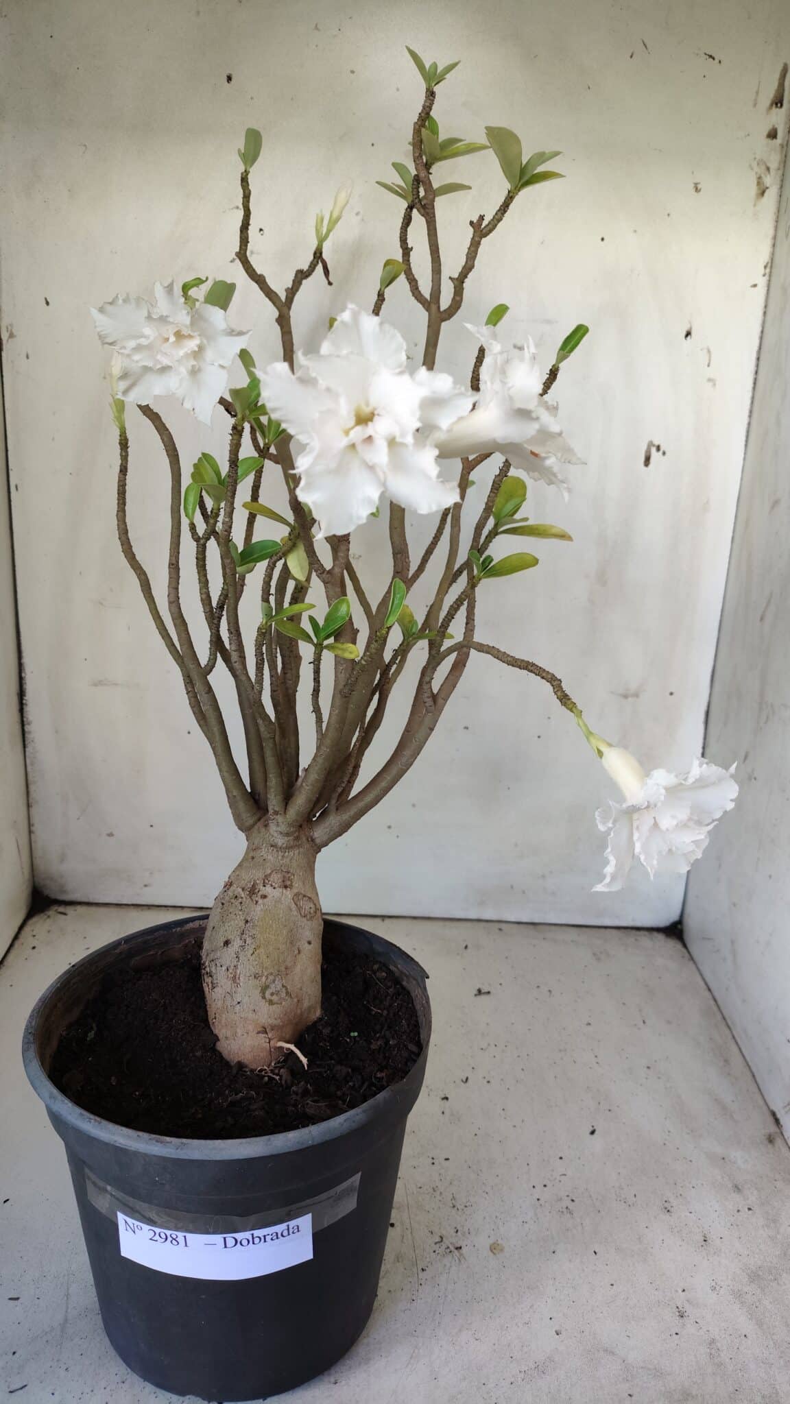 Planta Dobrada 2981 – 45cm – 04 anos