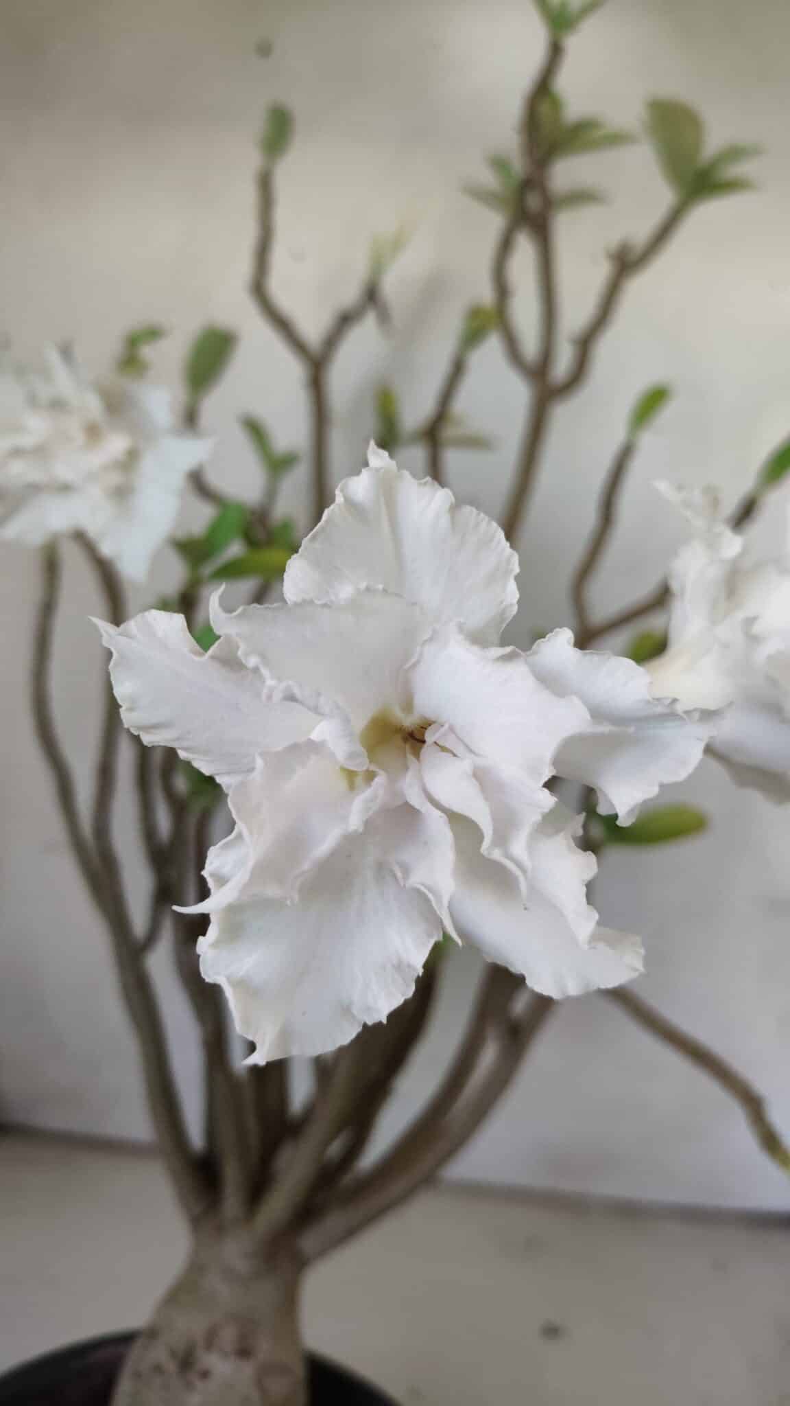 Planta Dobrada 2981 – 45cm – 04 anos