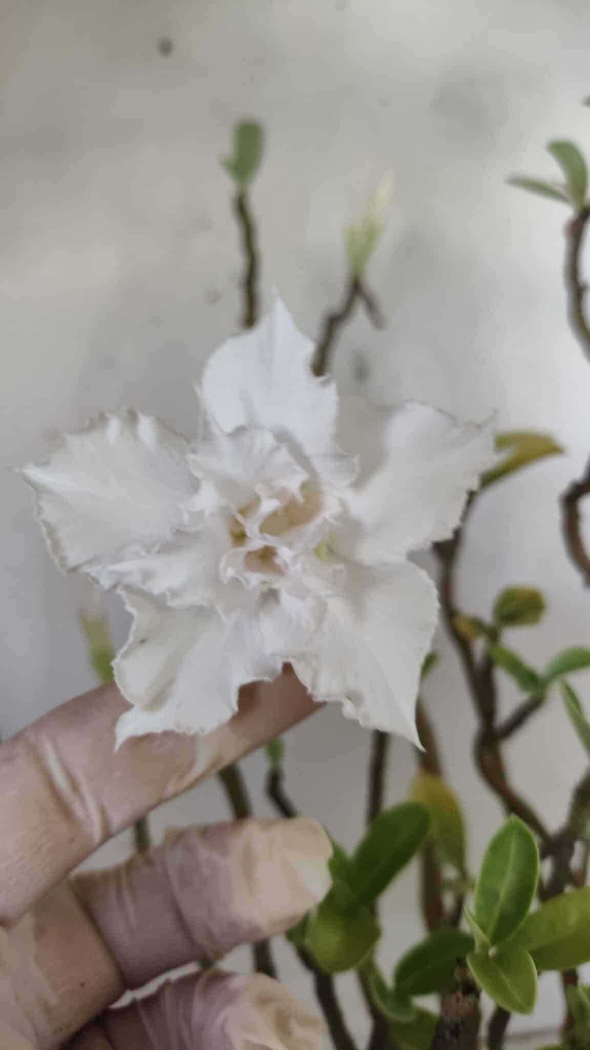 Planta Dobrada 2981 – 45cm – 04 anos