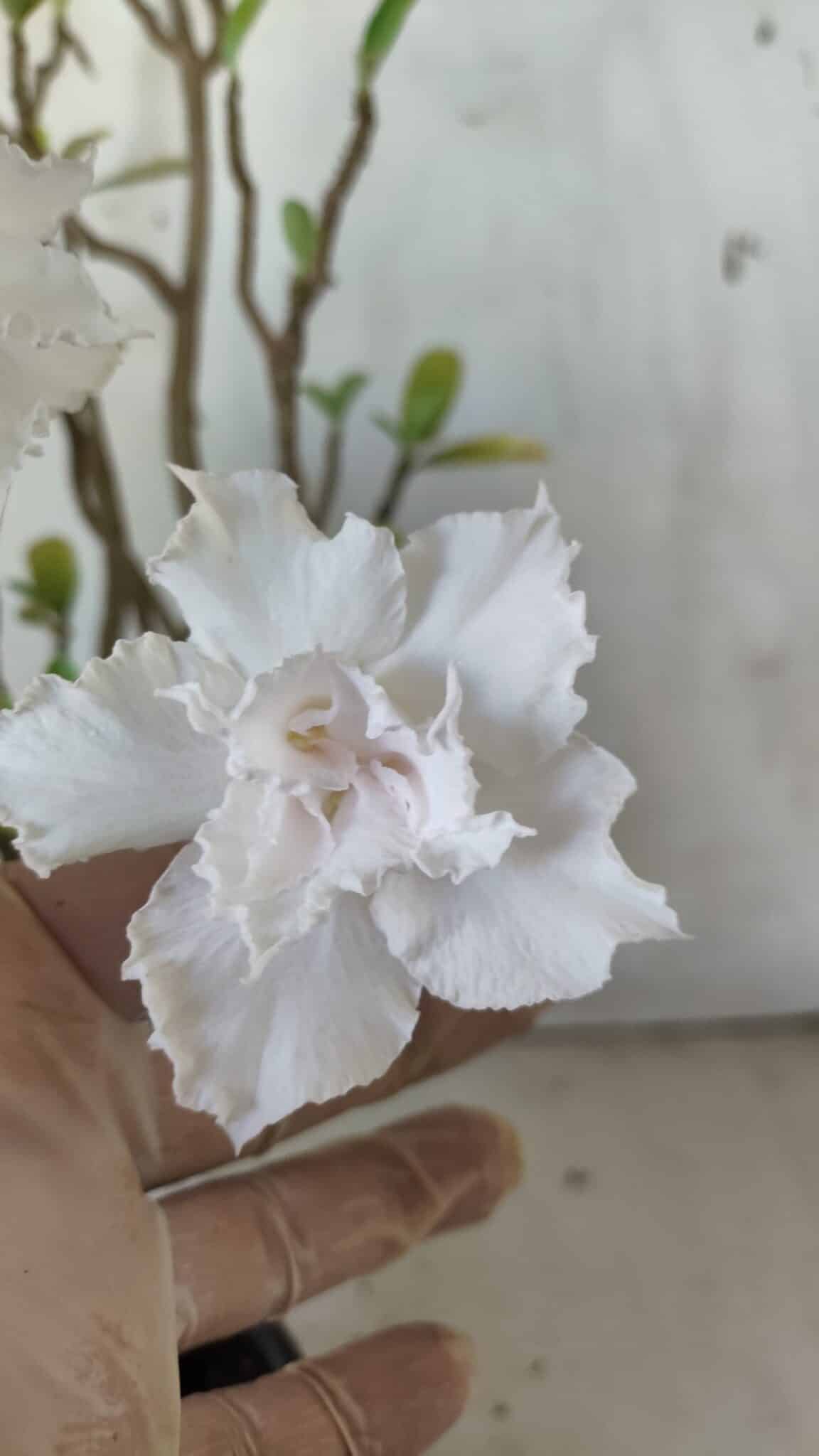 Planta Dobrada 2981 – 45cm – 04 anos