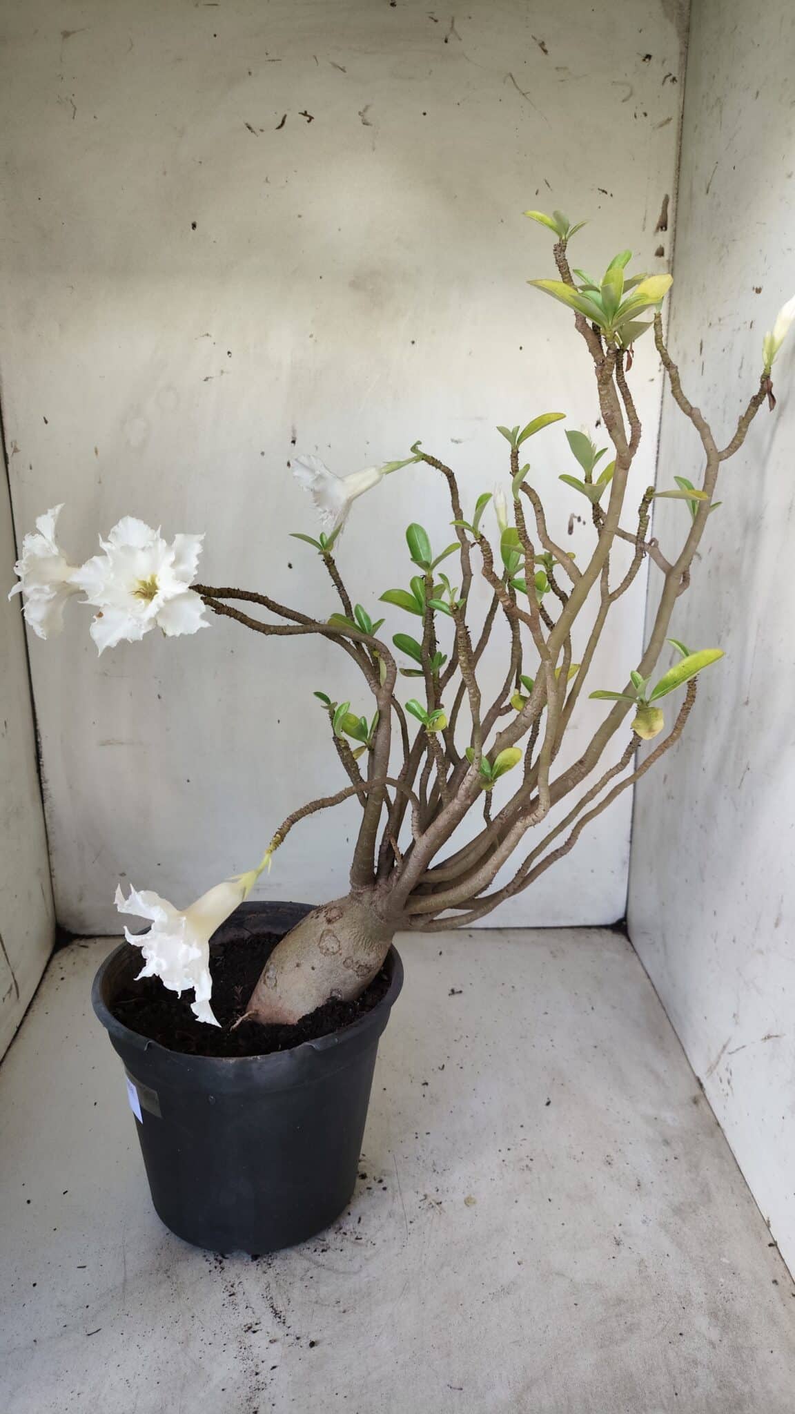 Planta Dobrada 2981 – 45cm – 04 anos