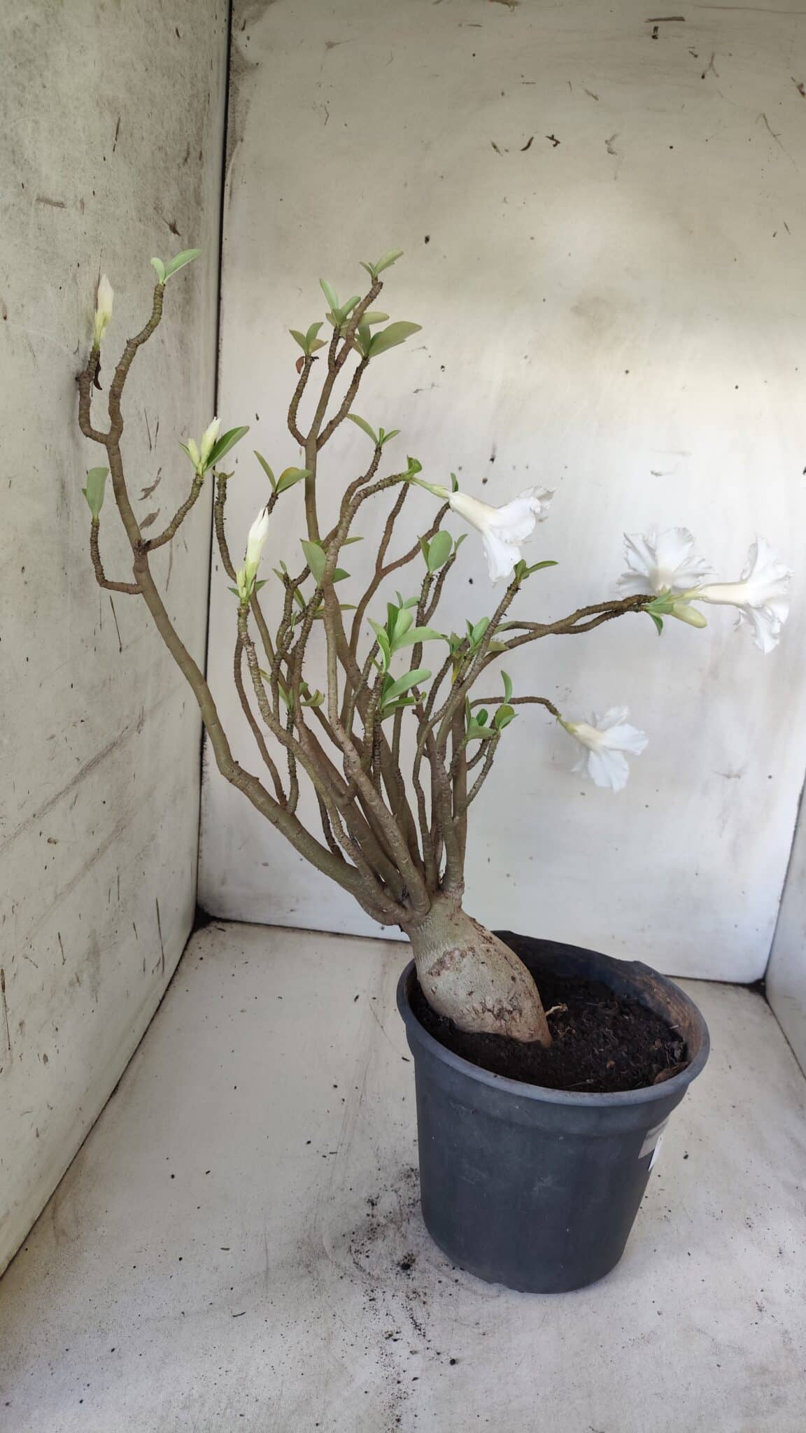 Planta Dobrada 2981 – 45cm – 04 anos