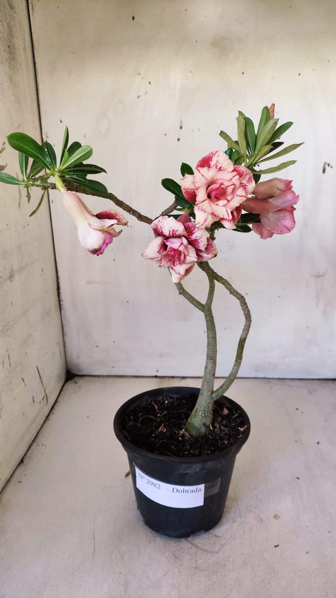 Planta Dobrada 2982 – 30cm – 02 anos - foto 2