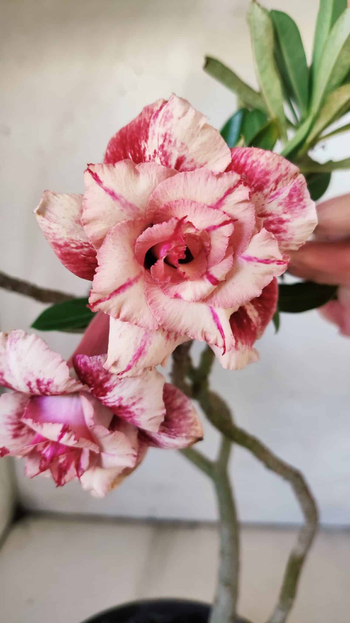 Planta Dobrada 2982 – 30cm – 02 anos - foto 3