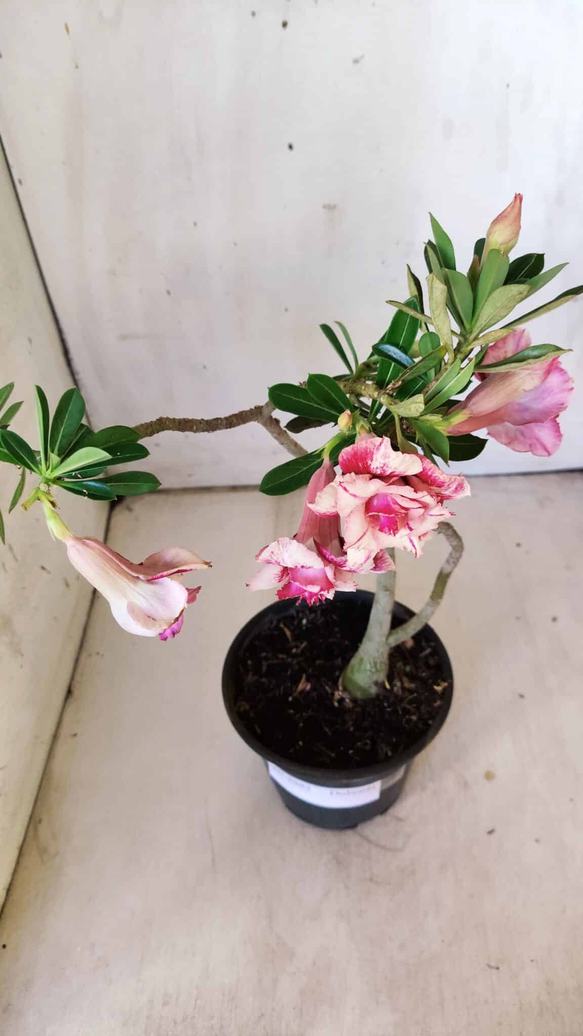 Planta Dobrada 2982 – 30cm – 02 anos - foto 6