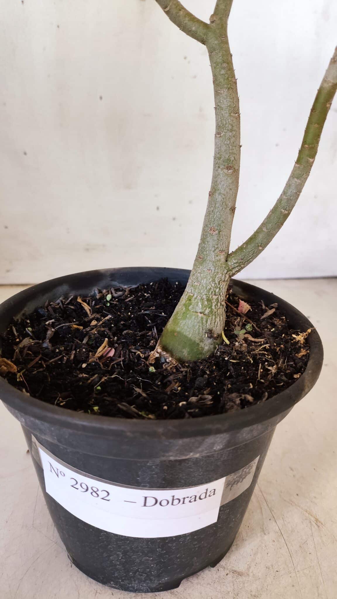 Planta Dobrada 2982 – 30cm – 02 anos - foto 5