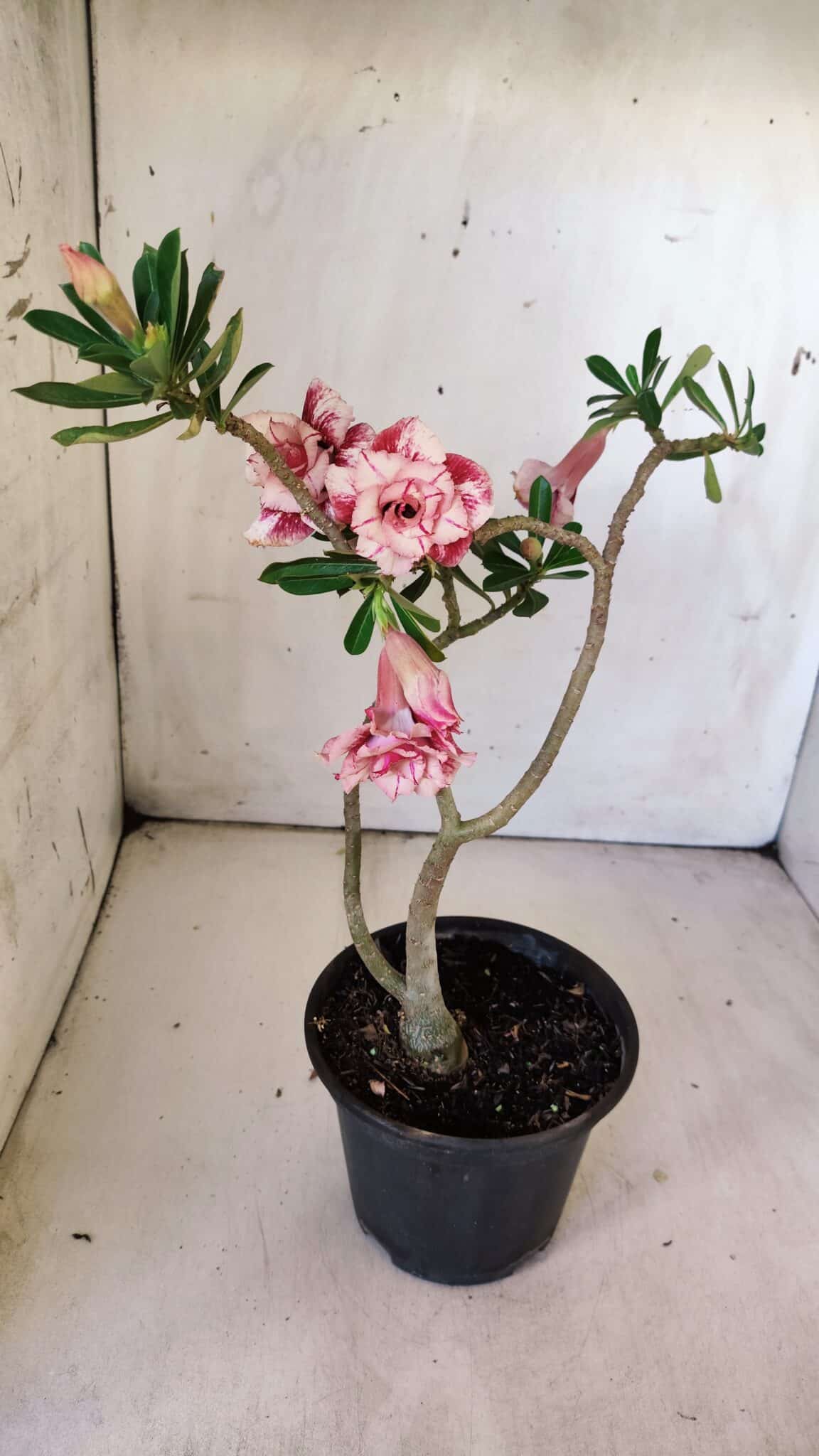 Planta Dobrada 2982 – 30cm – 02 anos - foto 4