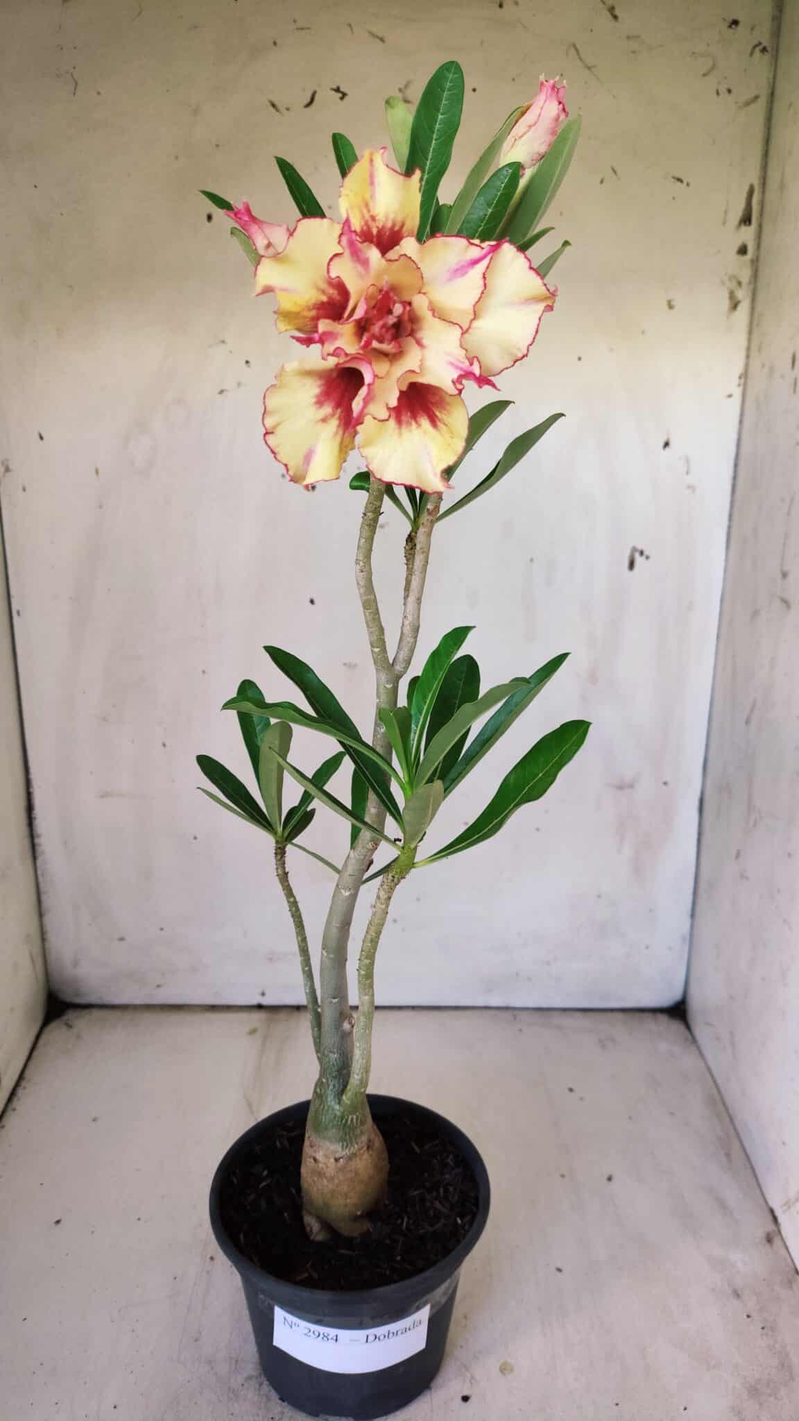 Planta Dobrada 2984 – 35cm – 03 anos