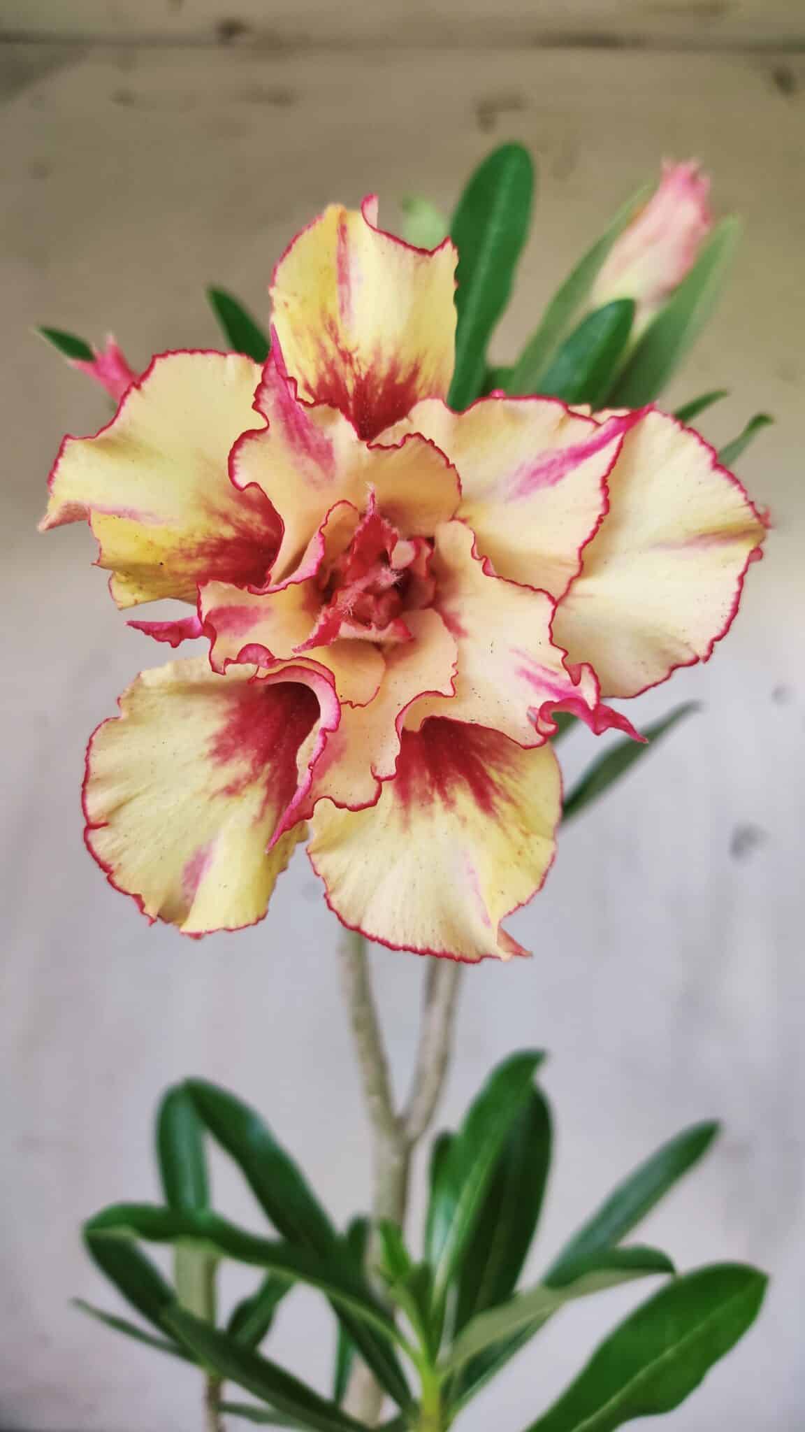 Planta Dobrada 2984 – 35cm – 03 anos