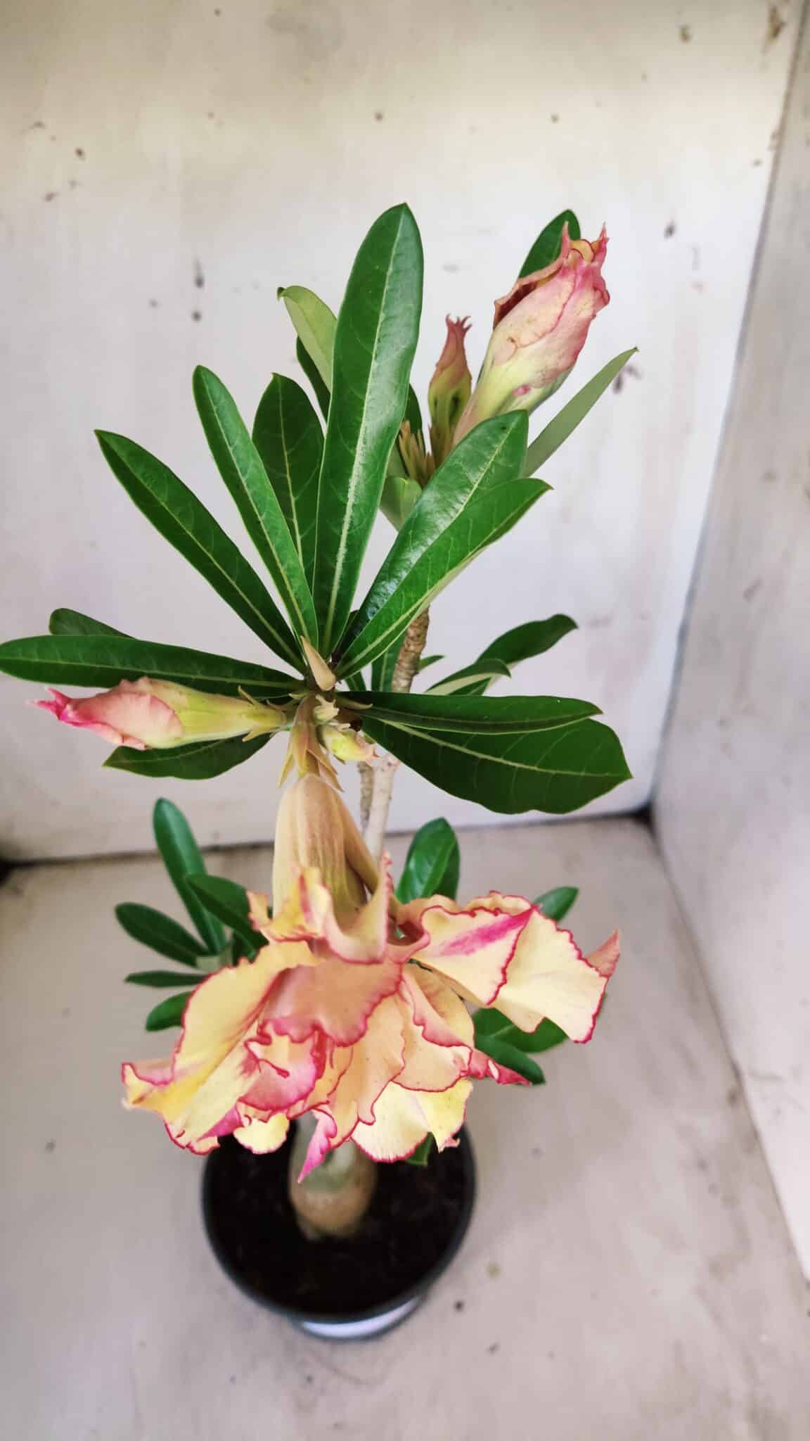 Planta Dobrada 2984 – 35cm – 03 anos