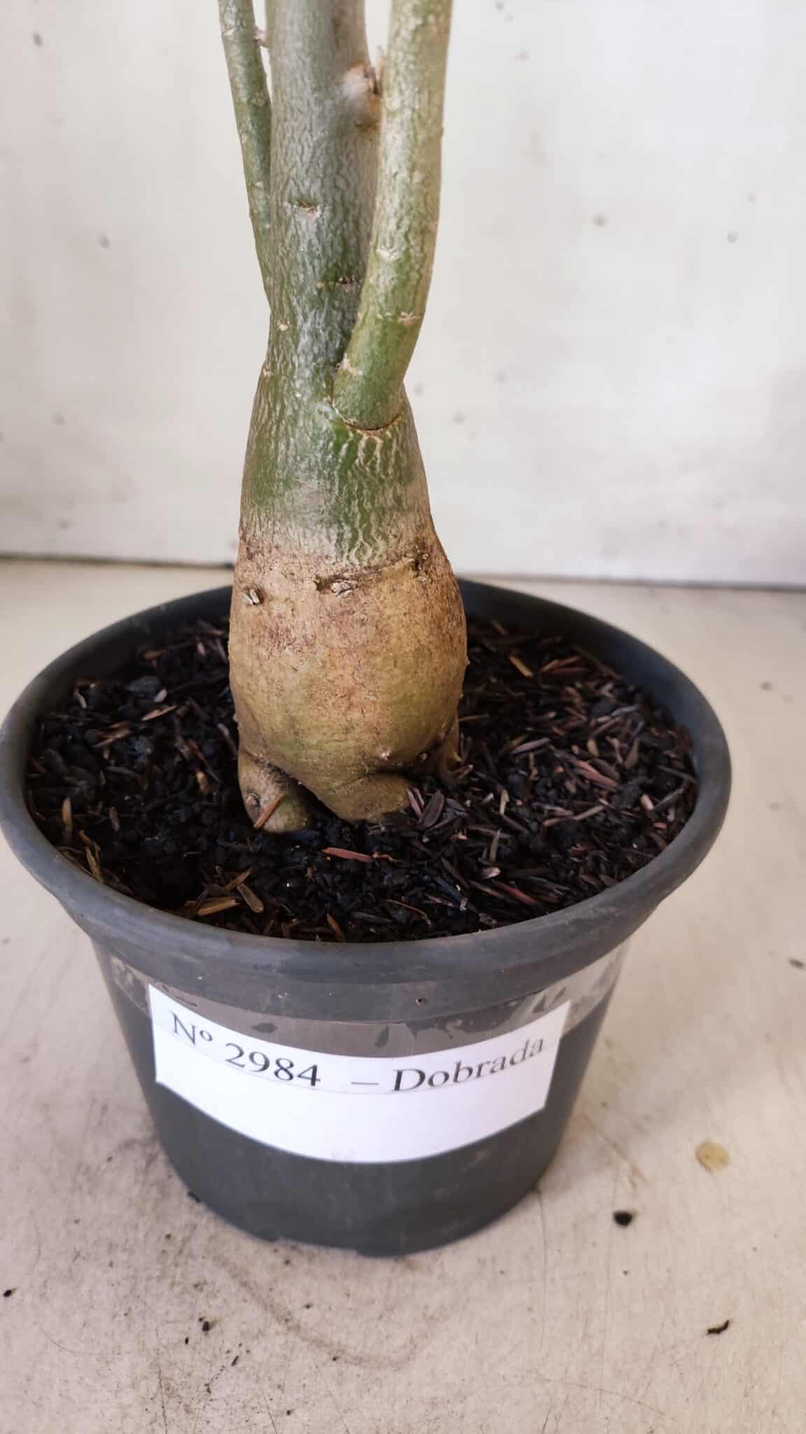 Planta Dobrada 2984 – 35cm – 03 anos