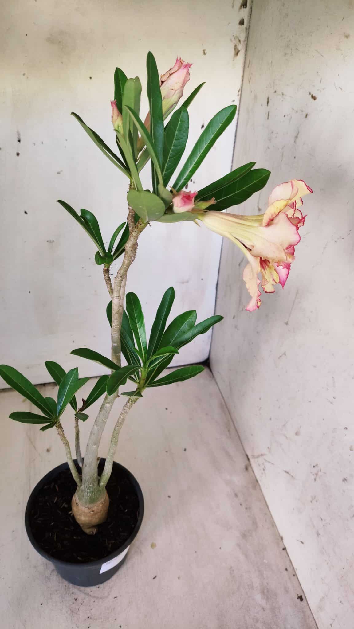 Planta Dobrada 2984 – 35cm – 03 anos
