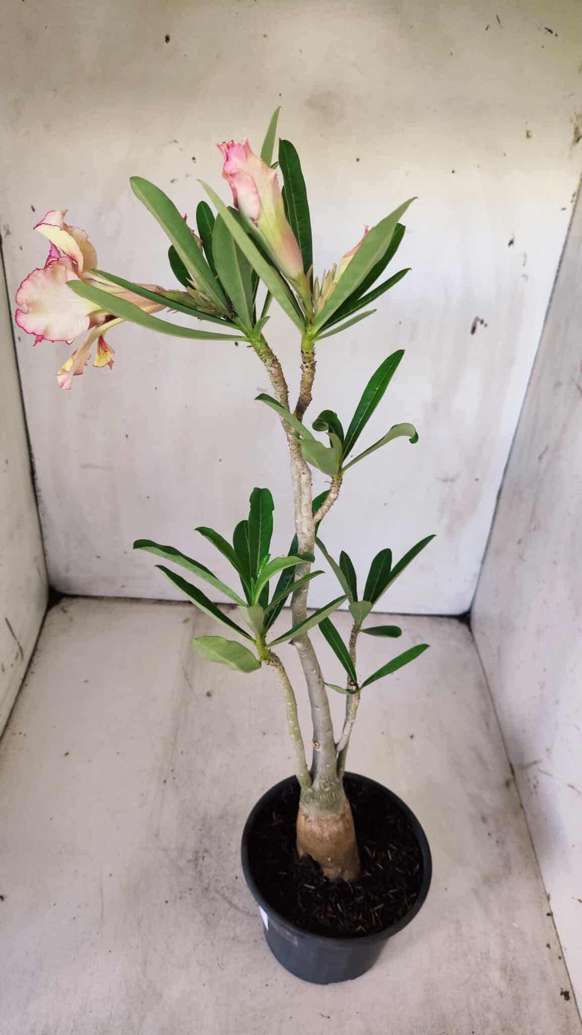 Planta Dobrada 2984 – 35cm – 03 anos