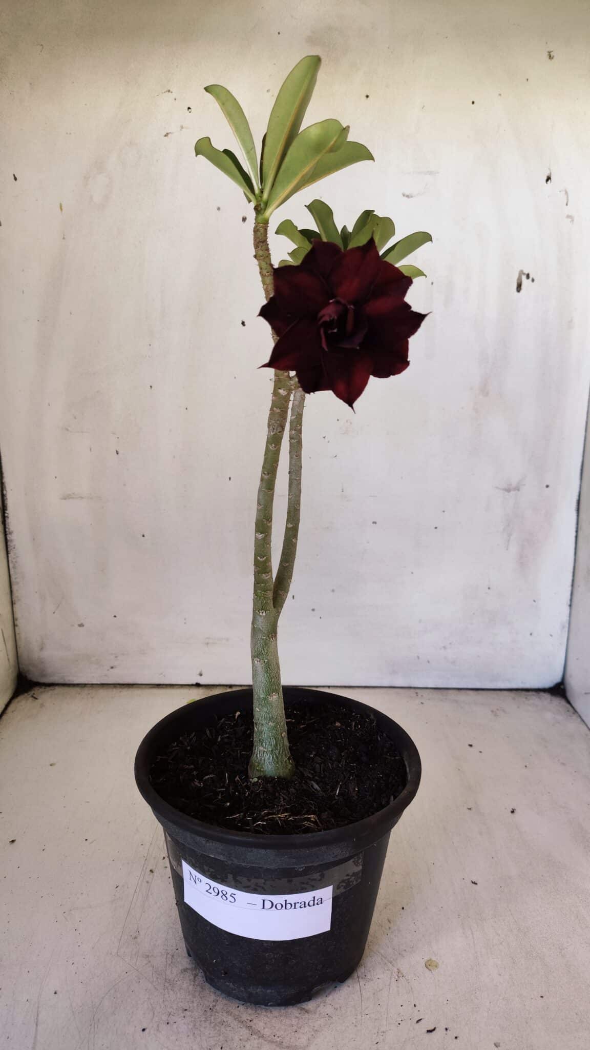 Planta Dobrada 2985 – 30cm – 02 anos