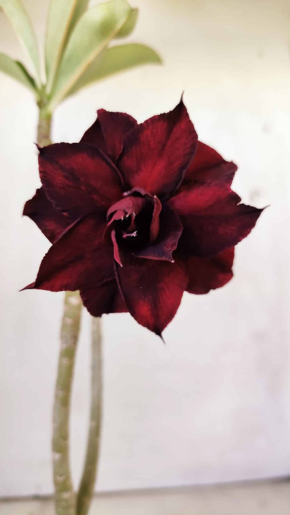 Planta Dobrada 2985 – 30cm – 02 anos