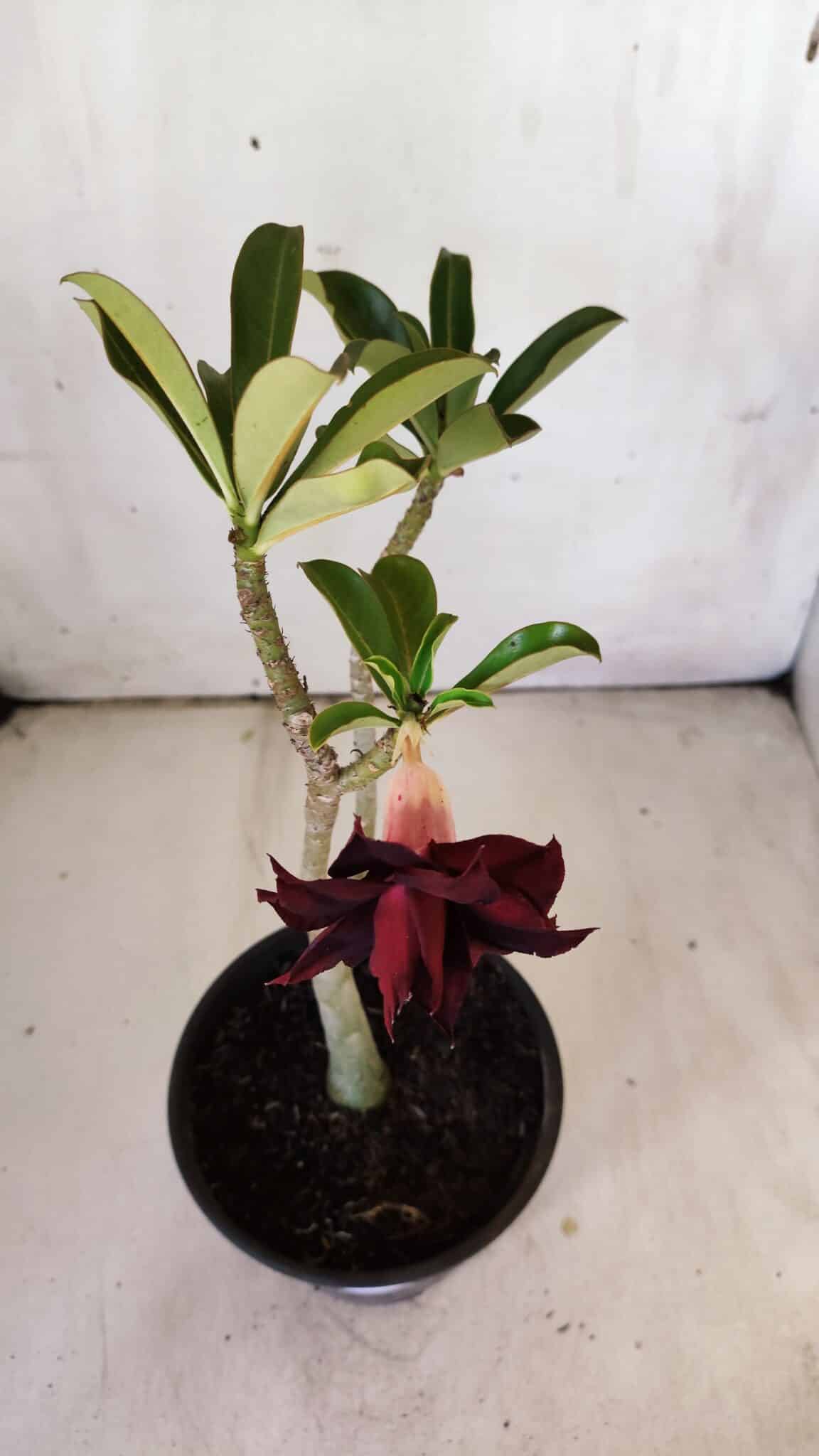 Planta Dobrada 2985 – 30cm – 02 anos