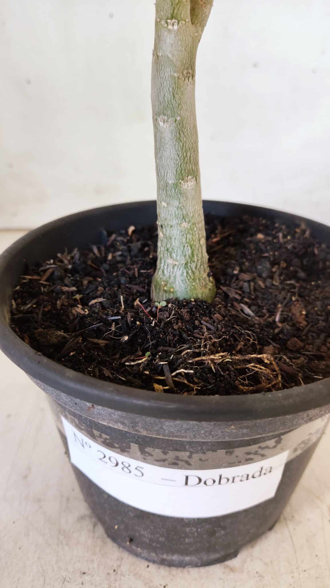 Planta Dobrada 2985 – 30cm – 02 anos