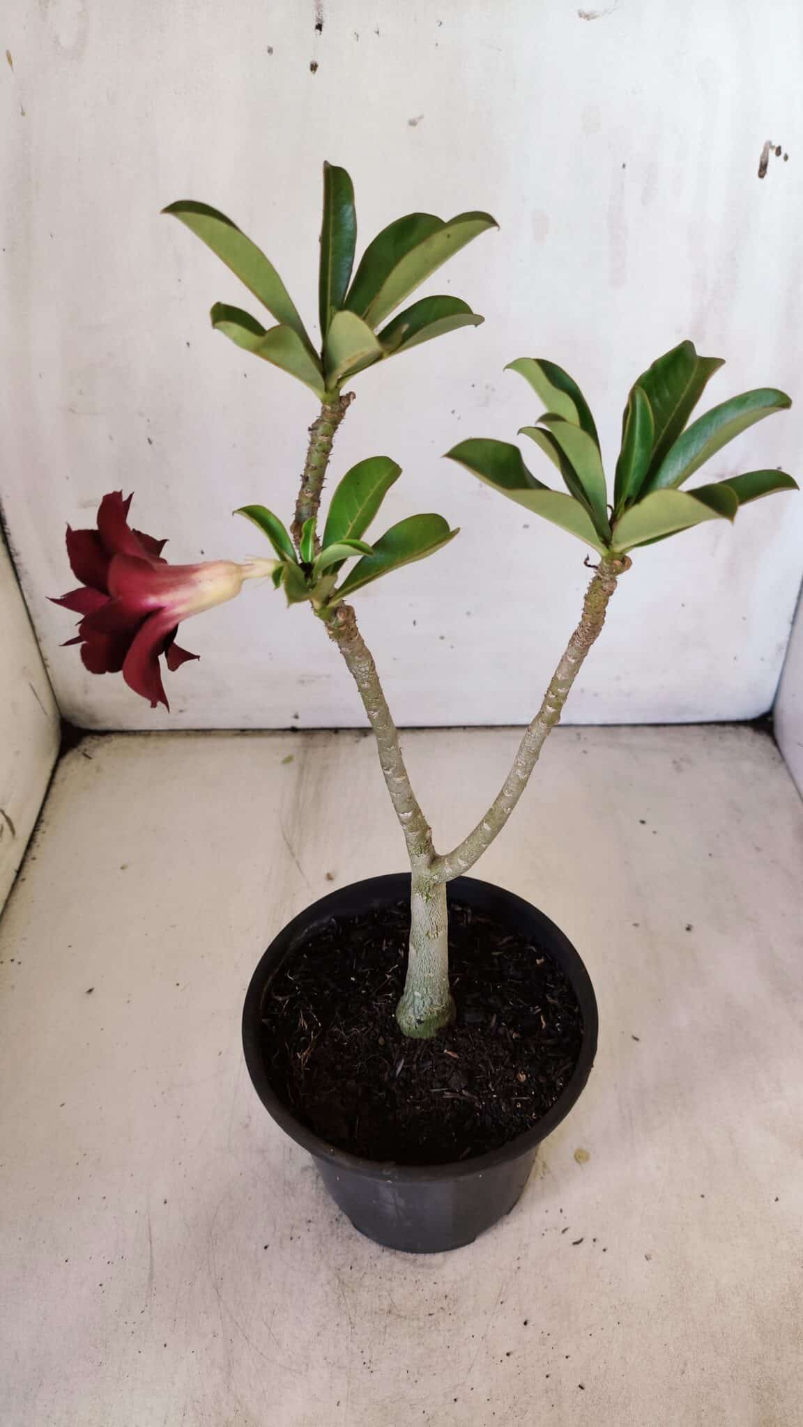 Planta Dobrada 2985 – 30cm – 02 anos