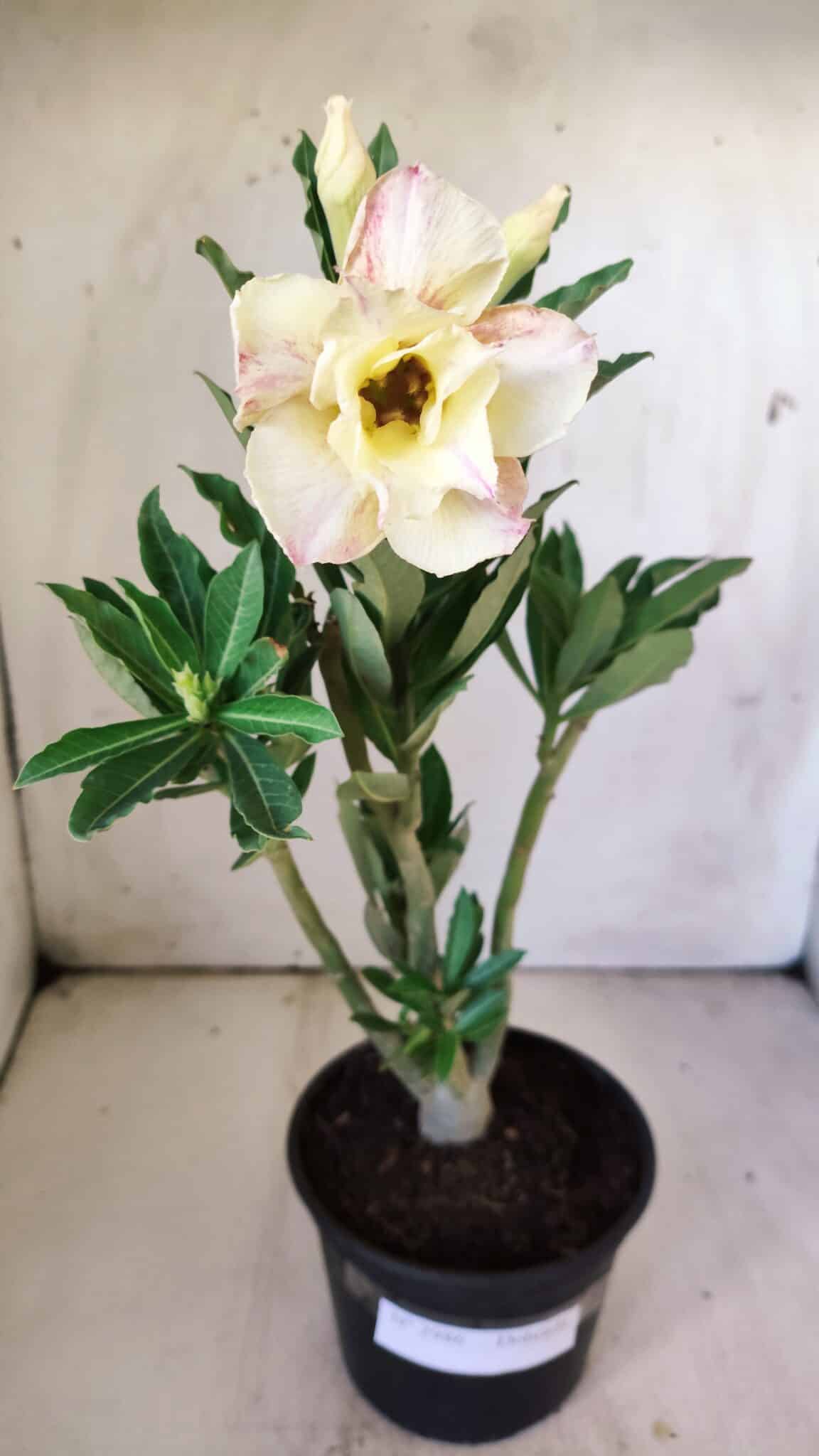 Planta Dobrada 2986 – 30cm – 02 anos