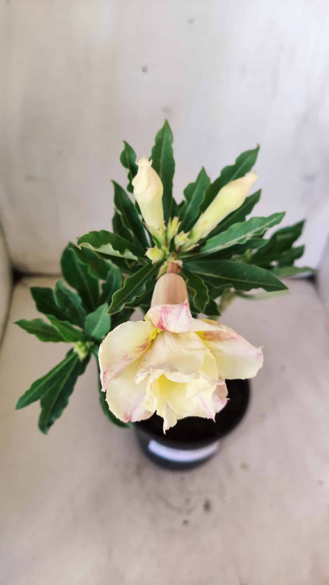 Planta Dobrada 2986 – 30cm – 02 anos