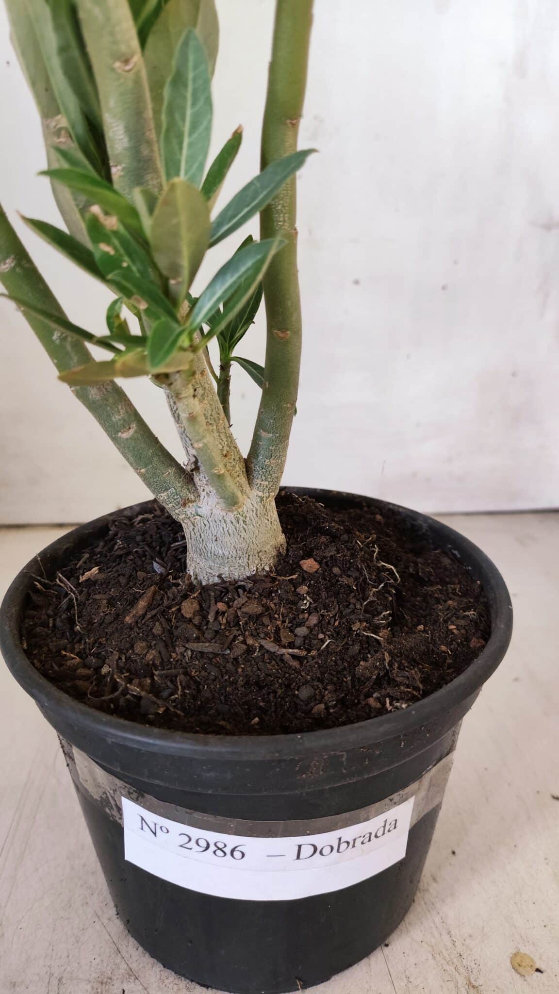 Planta Dobrada 2986 – 30cm – 02 anos