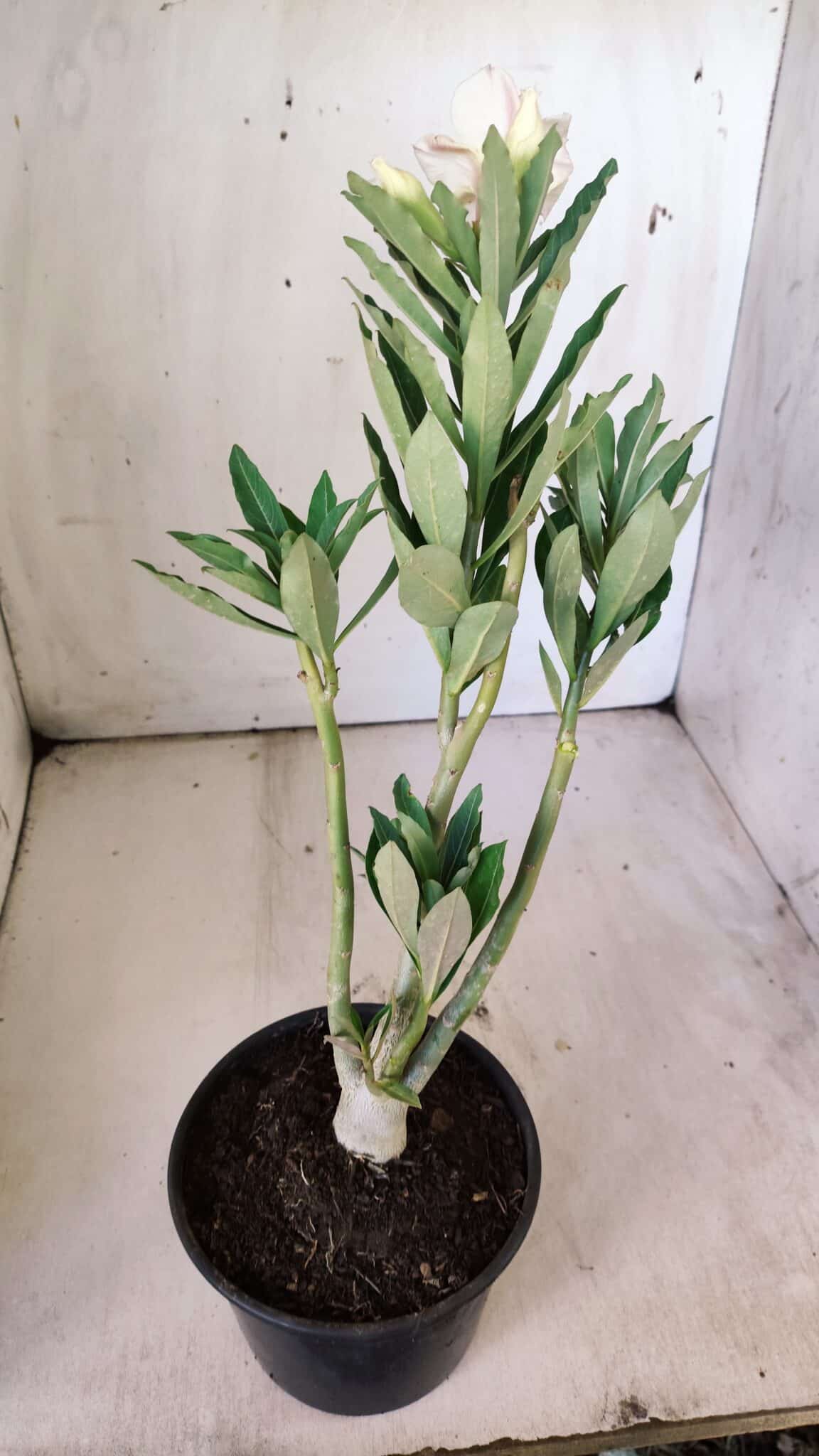 Planta Dobrada 2986 – 30cm – 02 anos