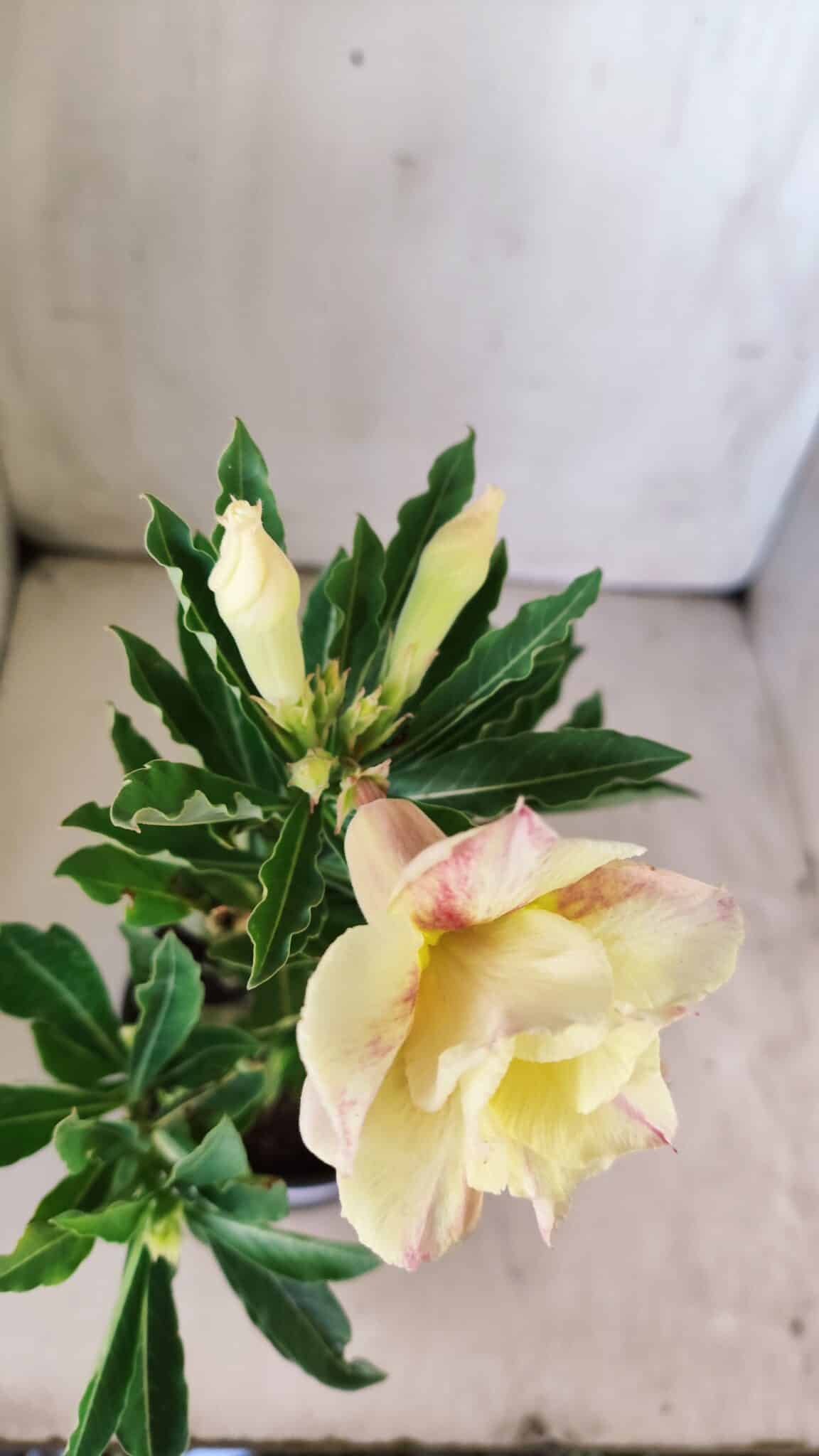 Planta Dobrada 2986 – 30cm – 02 anos