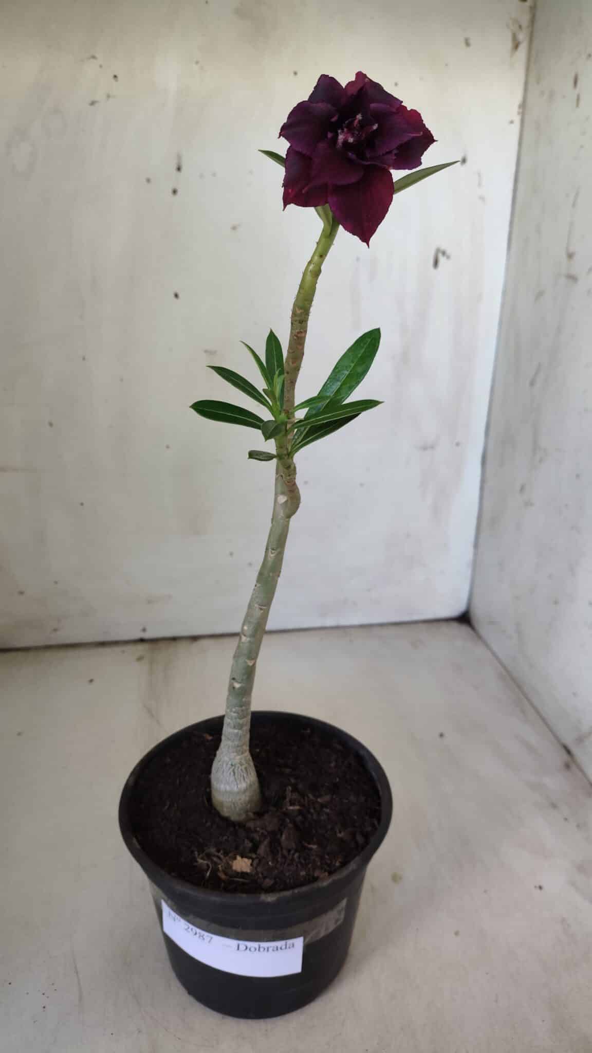Planta Dobrada 2987 – 30cm – 02 anos