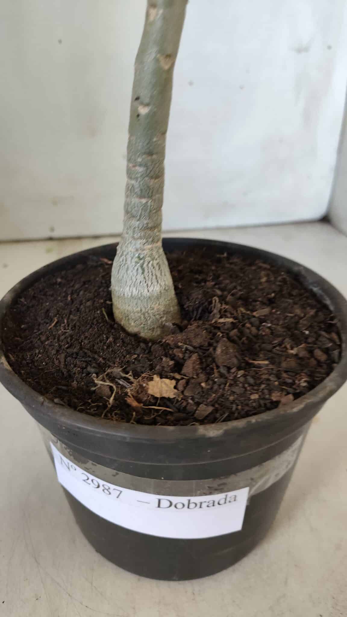 Planta Dobrada 2987 – 30cm – 02 anos