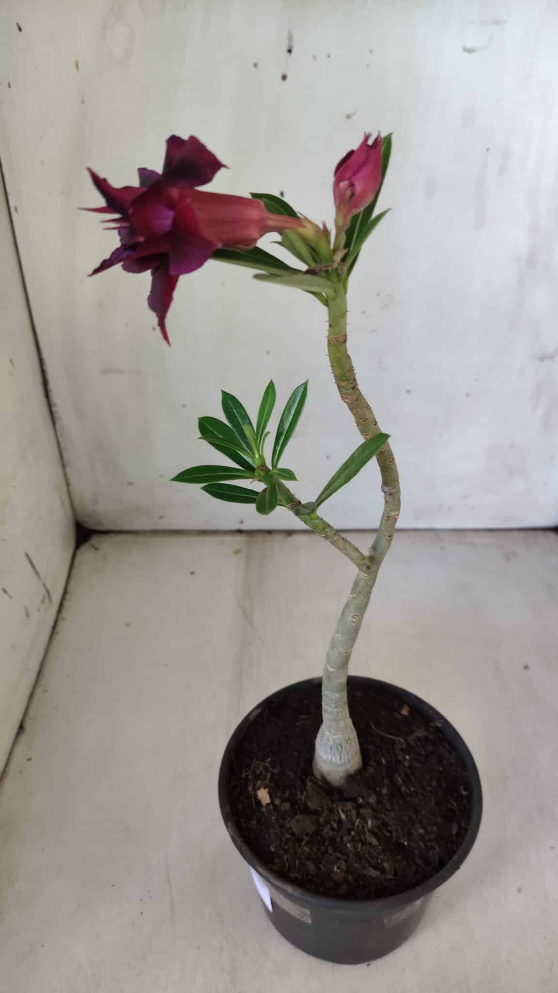 Planta Dobrada 2987 – 30cm – 02 anos