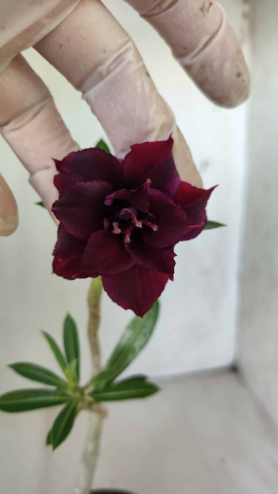 Planta Dobrada 2987 – 30cm – 02 anos