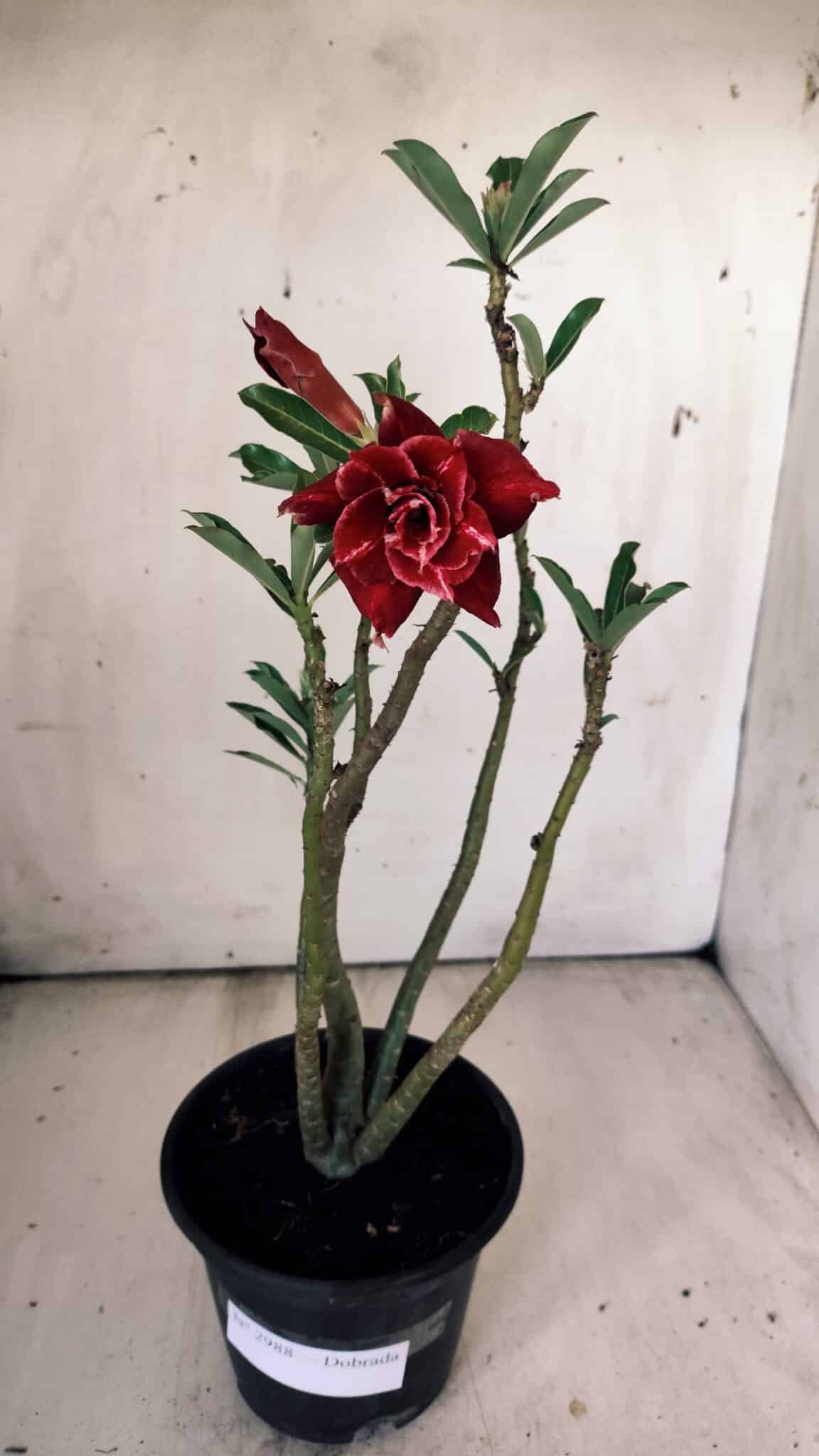 Planta Dobrada 2988 – 30cm – 03 anos