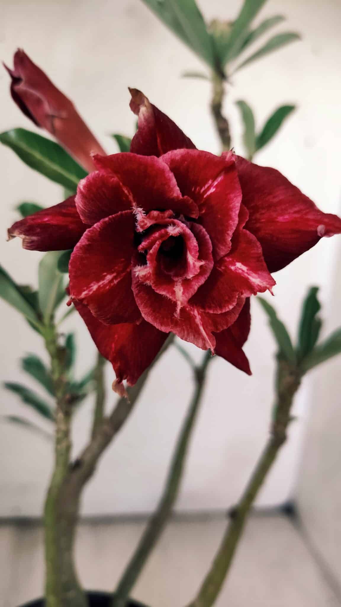 Planta Dobrada 2988 – 30cm – 03 anos