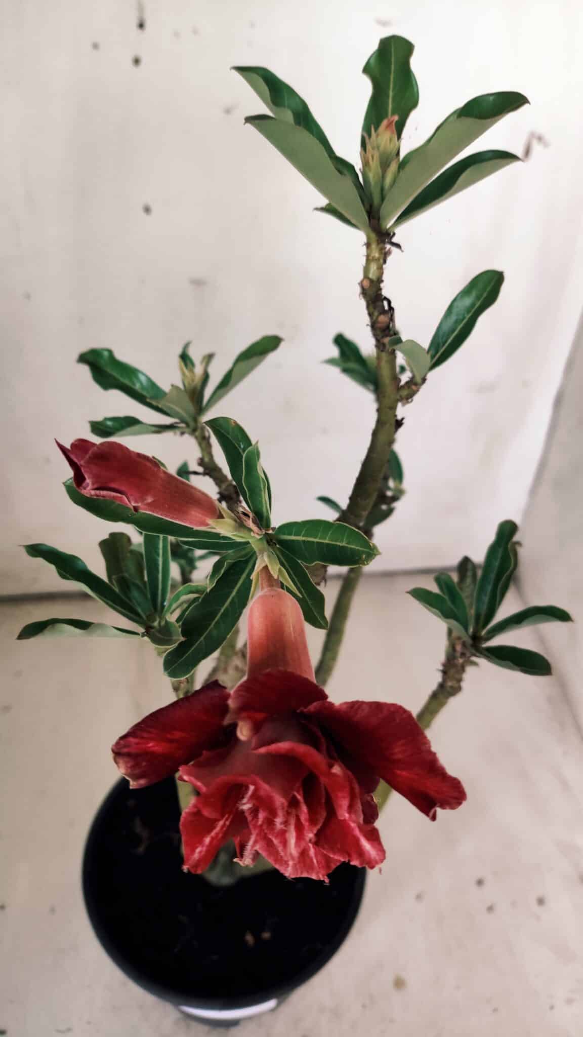Planta Dobrada 2988 – 30cm – 03 anos