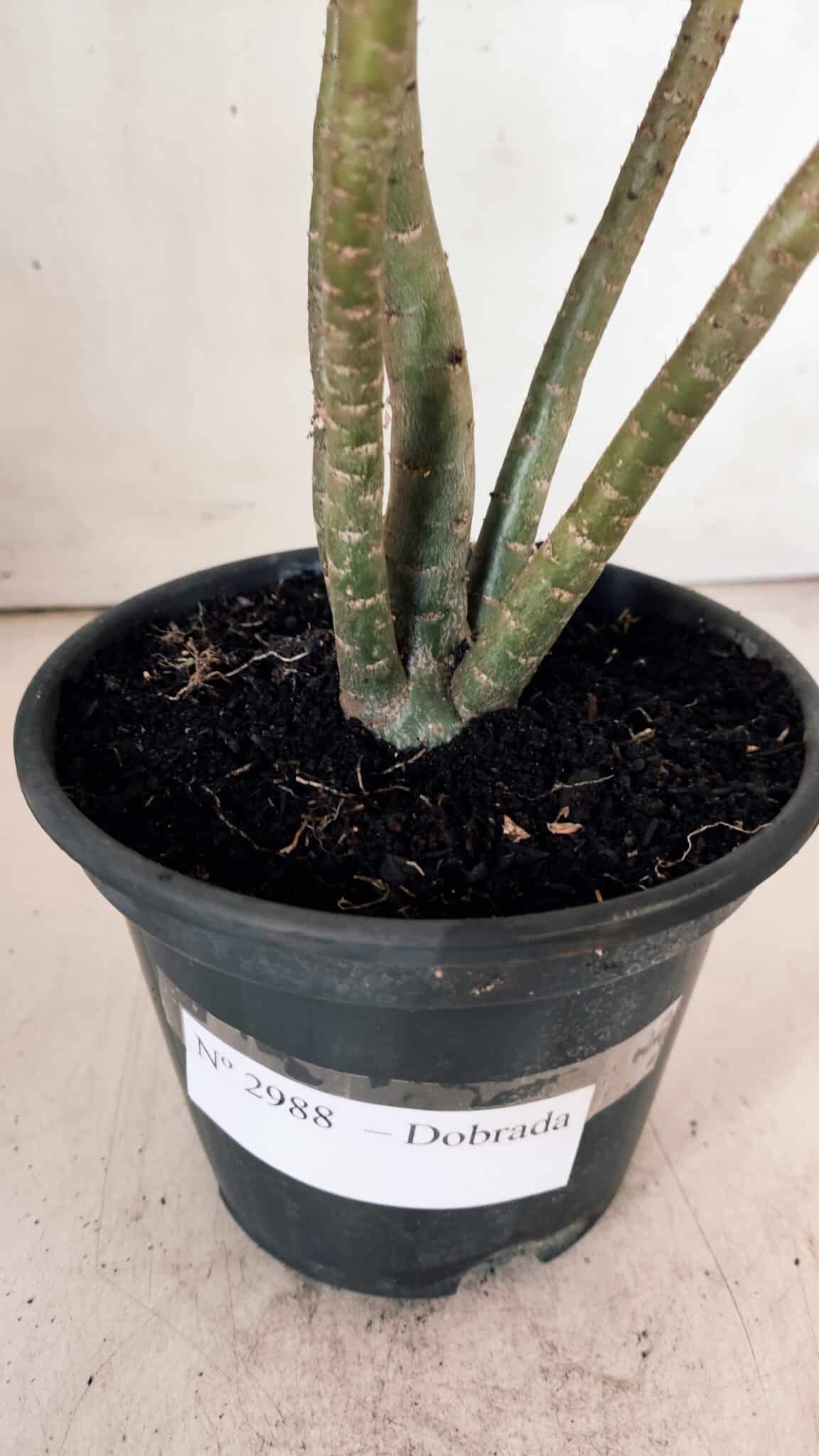Planta Dobrada 2988 – 30cm – 03 anos