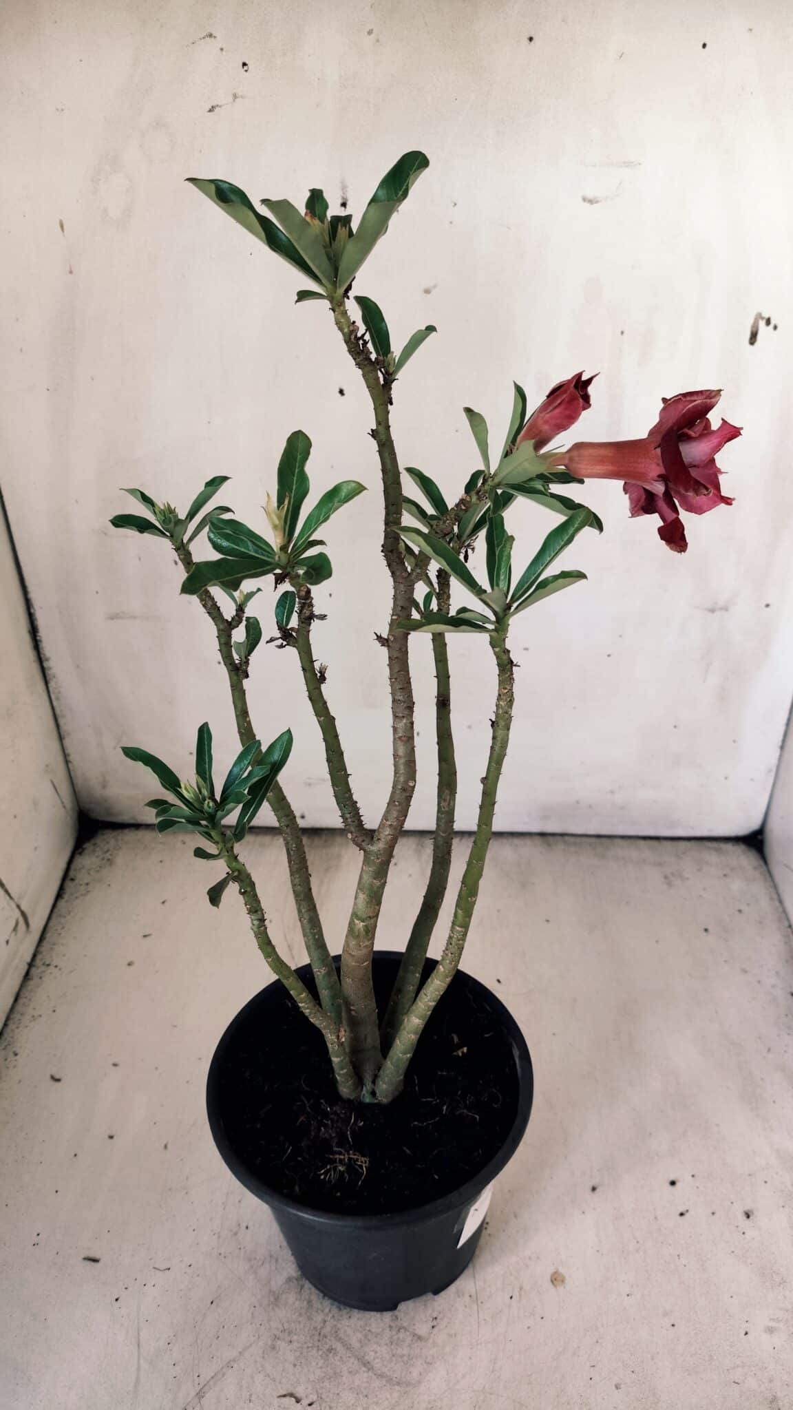Planta Dobrada 2988 – 30cm – 03 anos
