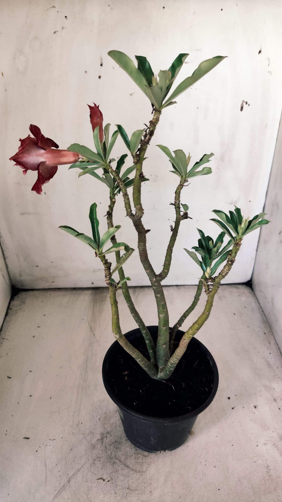 Planta Dobrada 2988 – 30cm – 03 anos