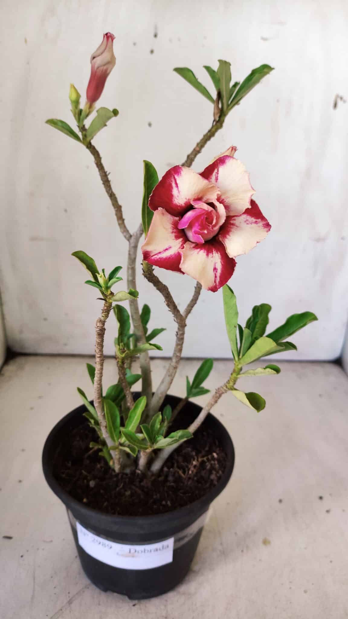Planta Dobrada 2989 – 30cm – 02 anos