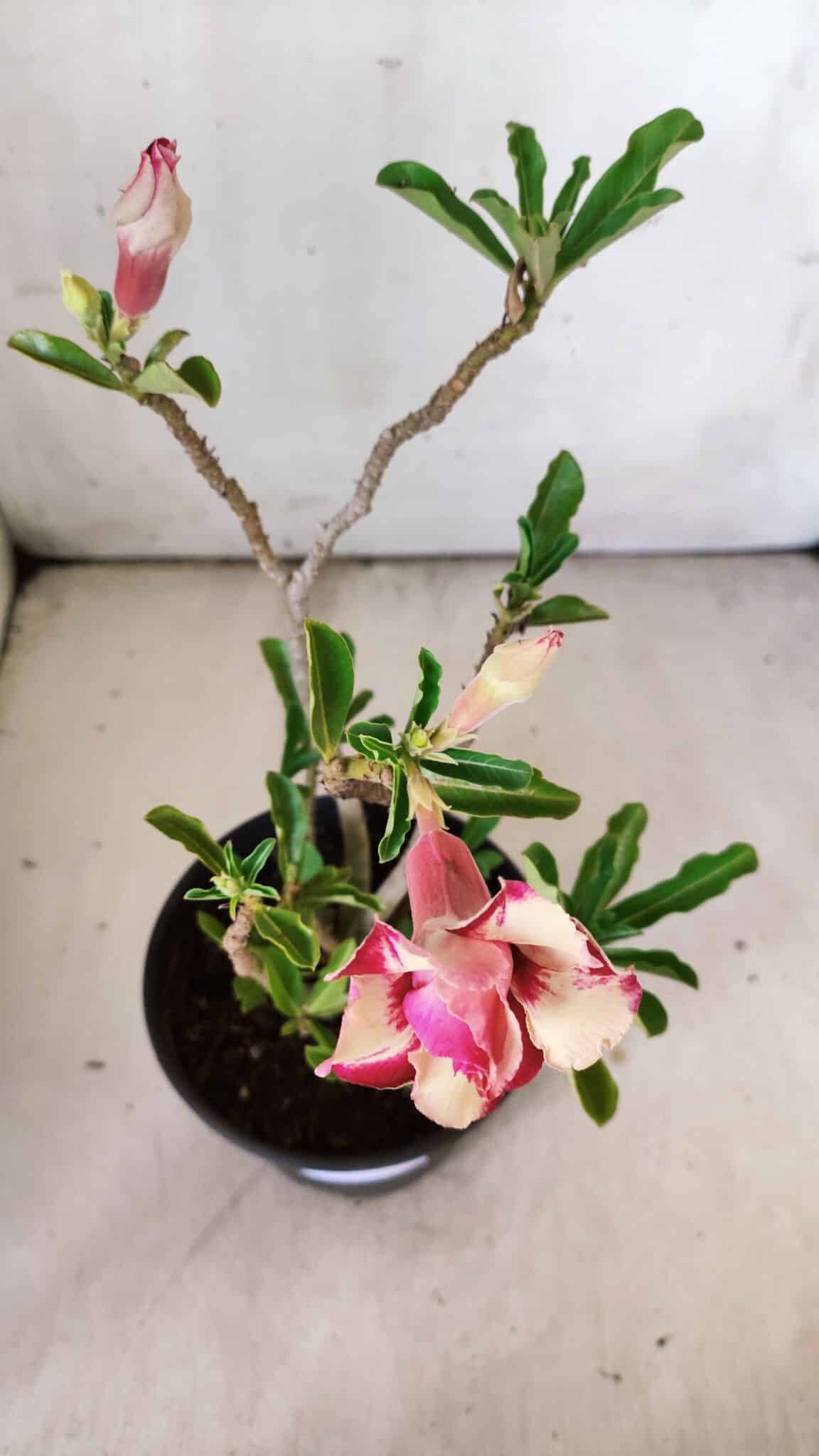 Planta Dobrada 2989 – 30cm – 02 anos
