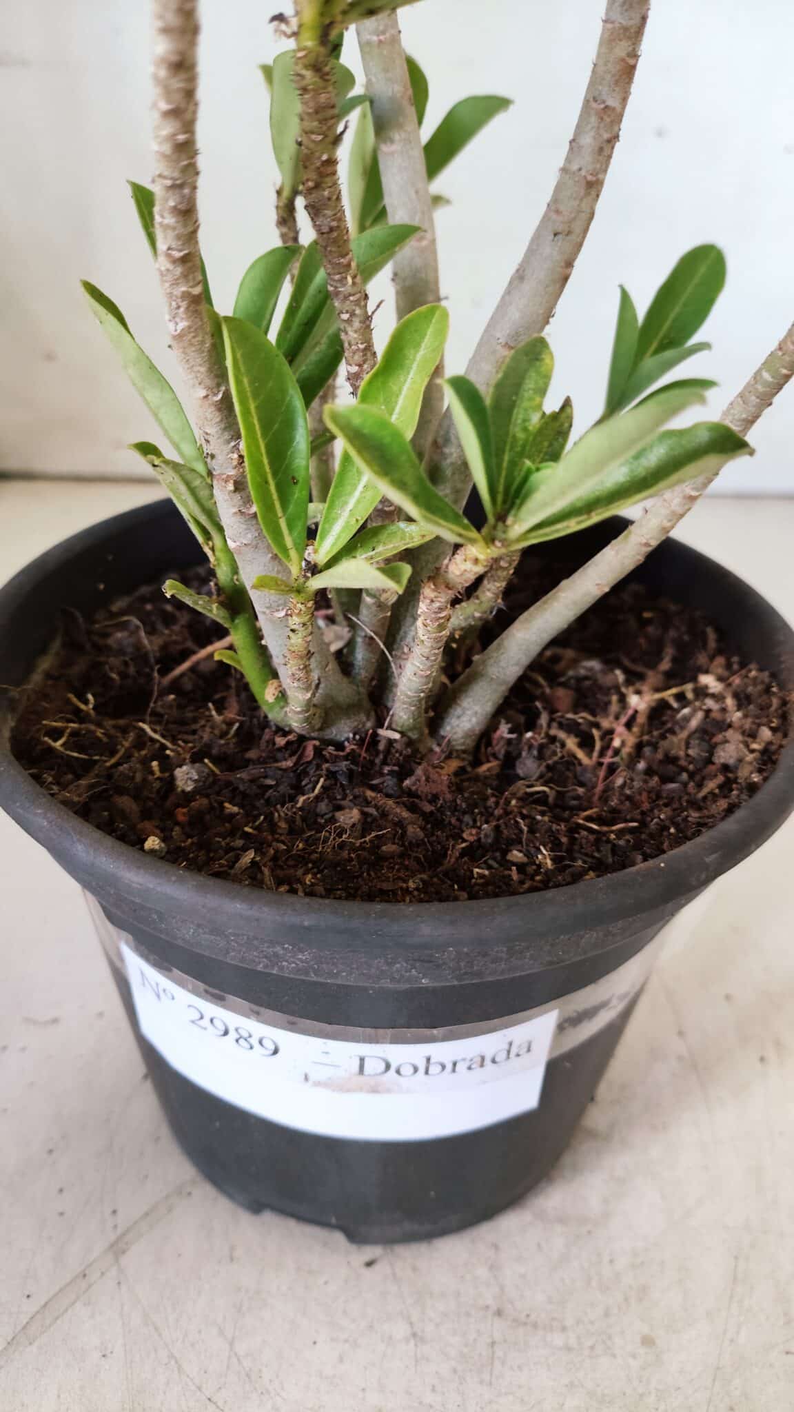 Planta Dobrada 2989 – 30cm – 02 anos