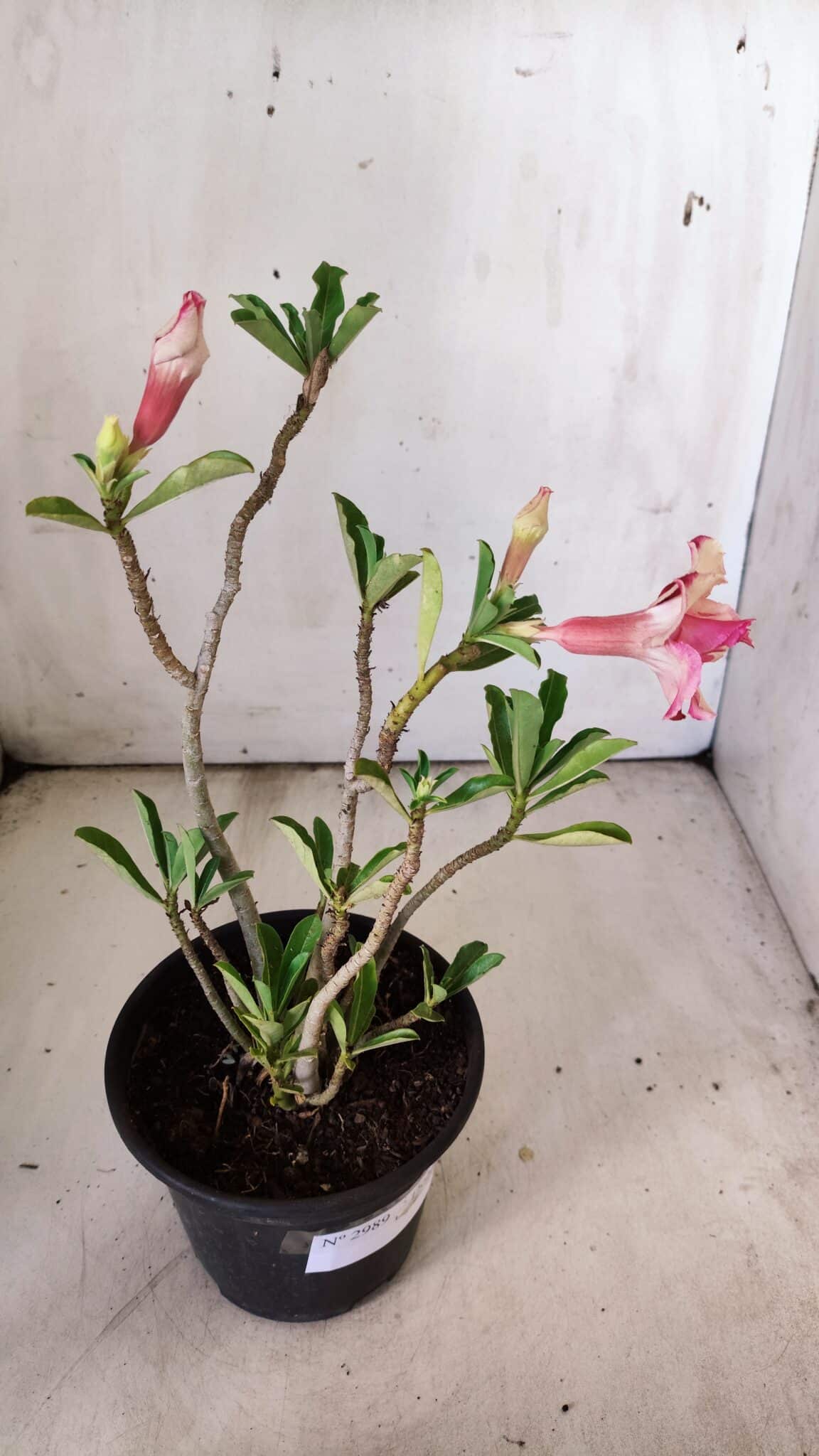 Planta Dobrada 2989 – 30cm – 02 anos
