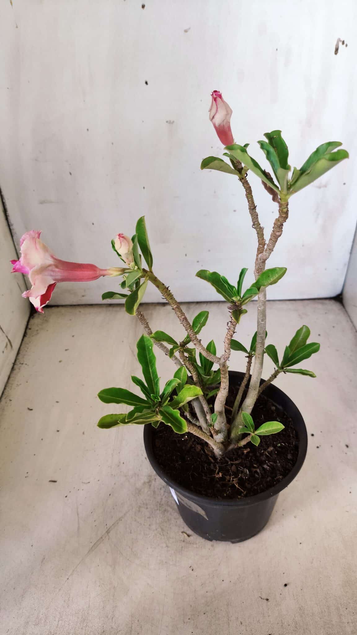 Planta Dobrada 2989 – 30cm – 02 anos