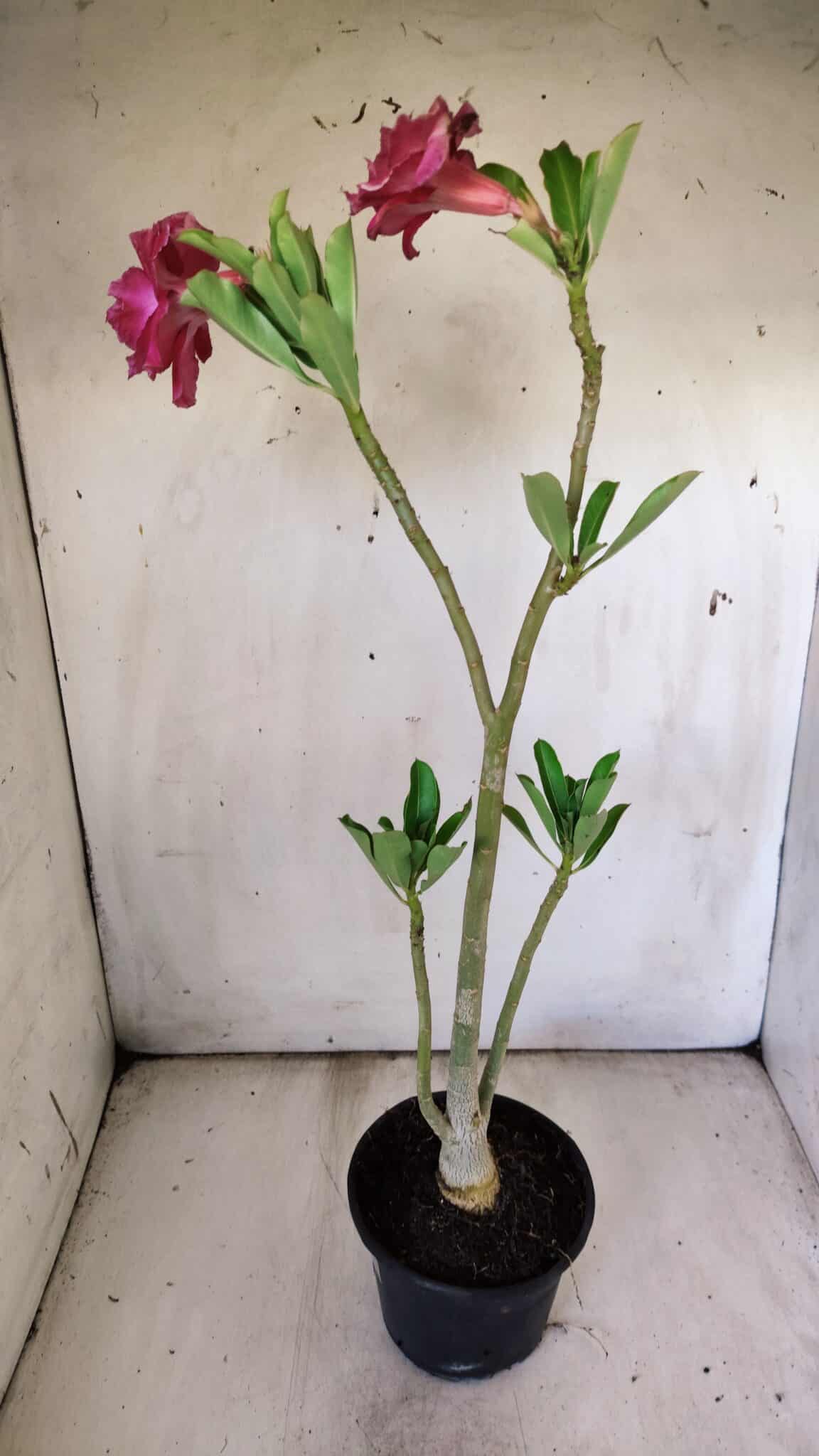 Planta Dobrada 2990 – 35cm – 02 anos