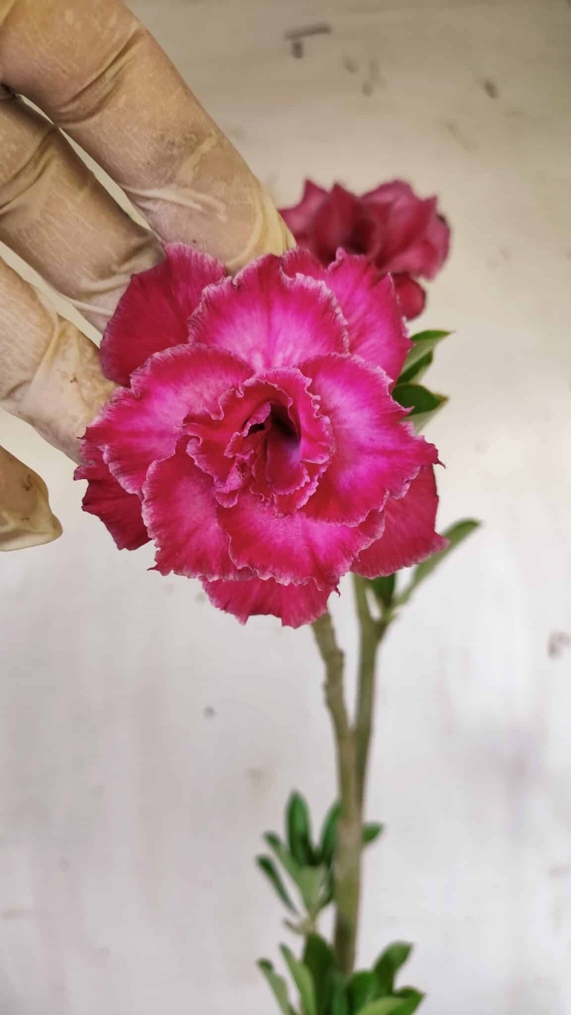 Planta Dobrada 2990 – 35cm – 02 anos