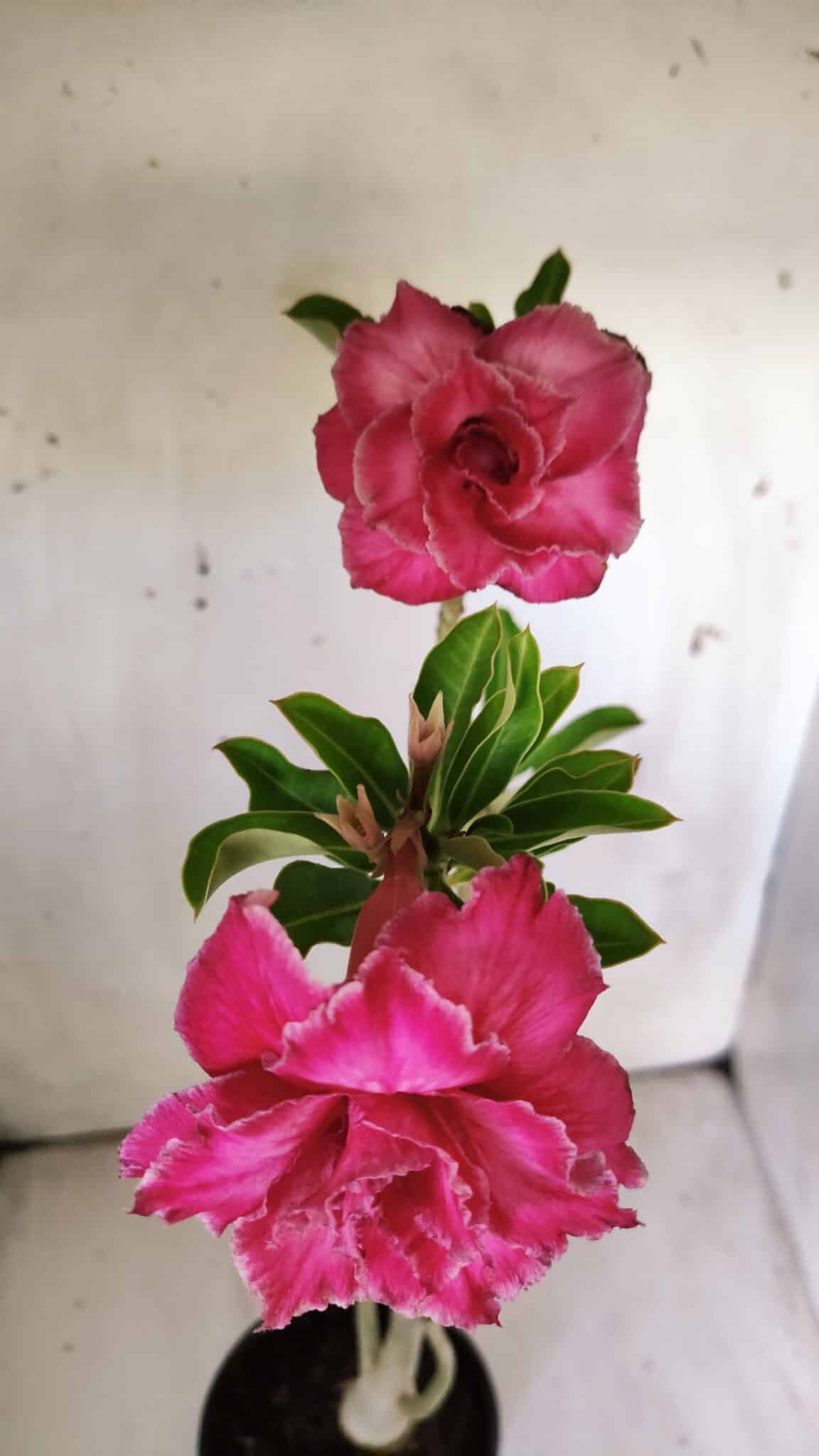 Planta Dobrada 2990 – 35cm – 02 anos