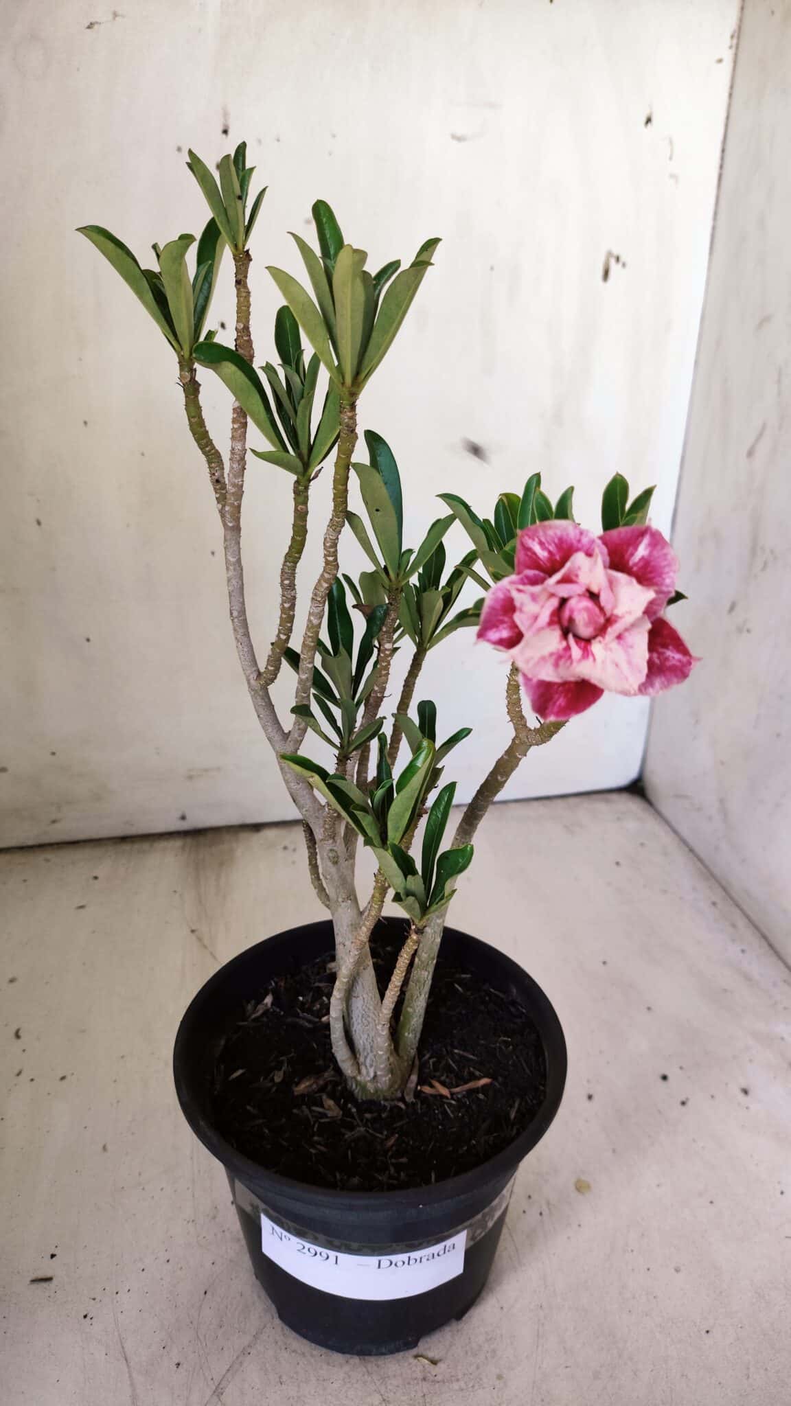 Planta Dobrada 2991 – 30cm – 02 anos