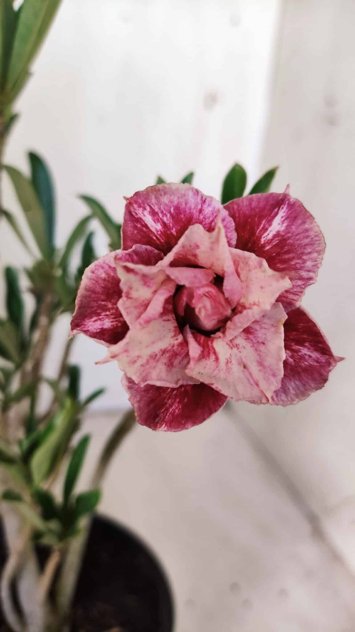 Planta Dobrada 2991 – 30cm – 02 anos
